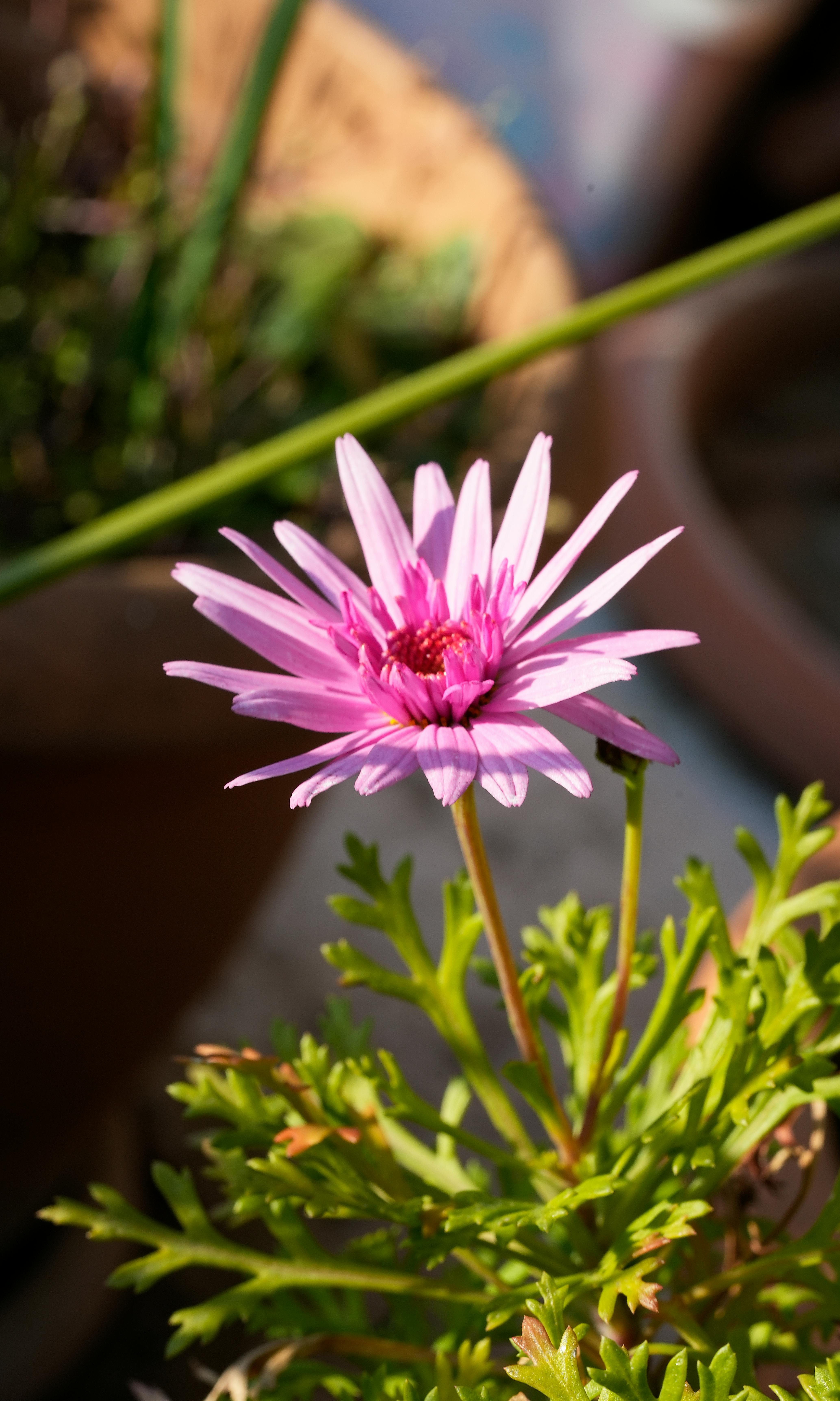 Gratis Primo piano di una vivace margherita africana (Osteospermum) rosa in un giardino soleggiato. Foto a disposizione