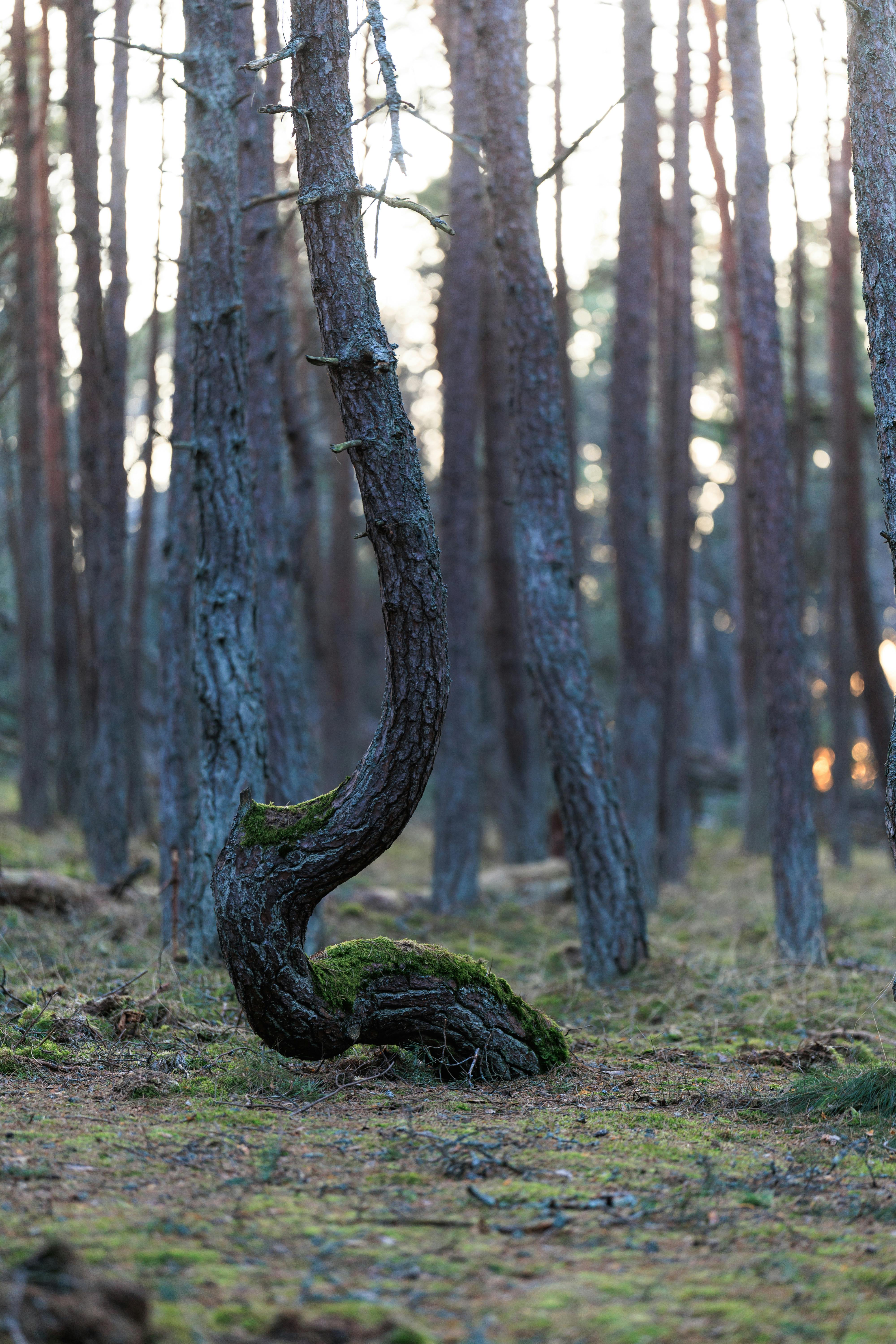 De franc Impressionant imatge d'un arbre amb una corba única en un serè bosc de Kaliningrad durant el dia. Foto d'estoc