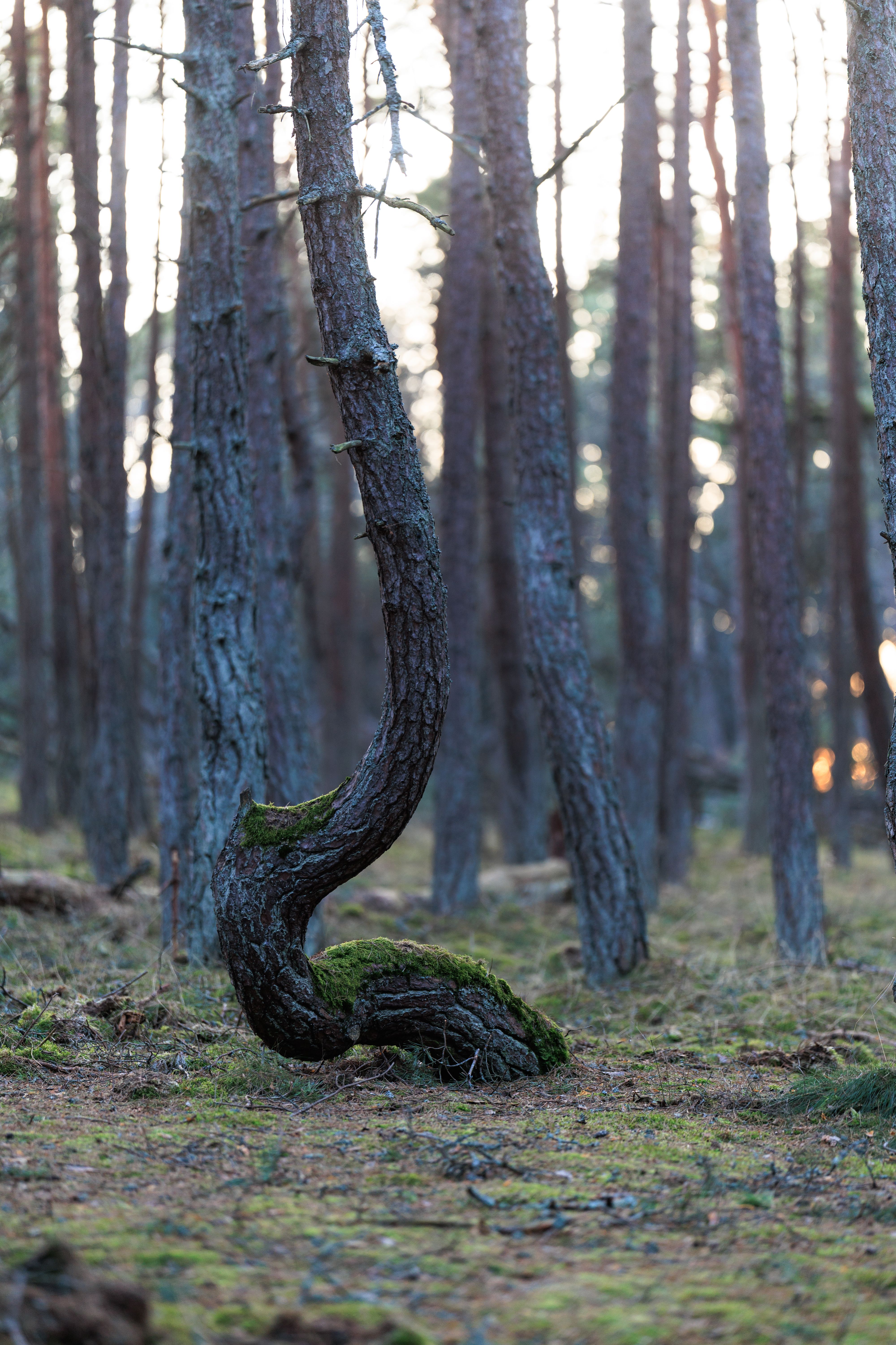 Tree Curving To Ground Photos, Download The BEST Free Tree Curving To ...