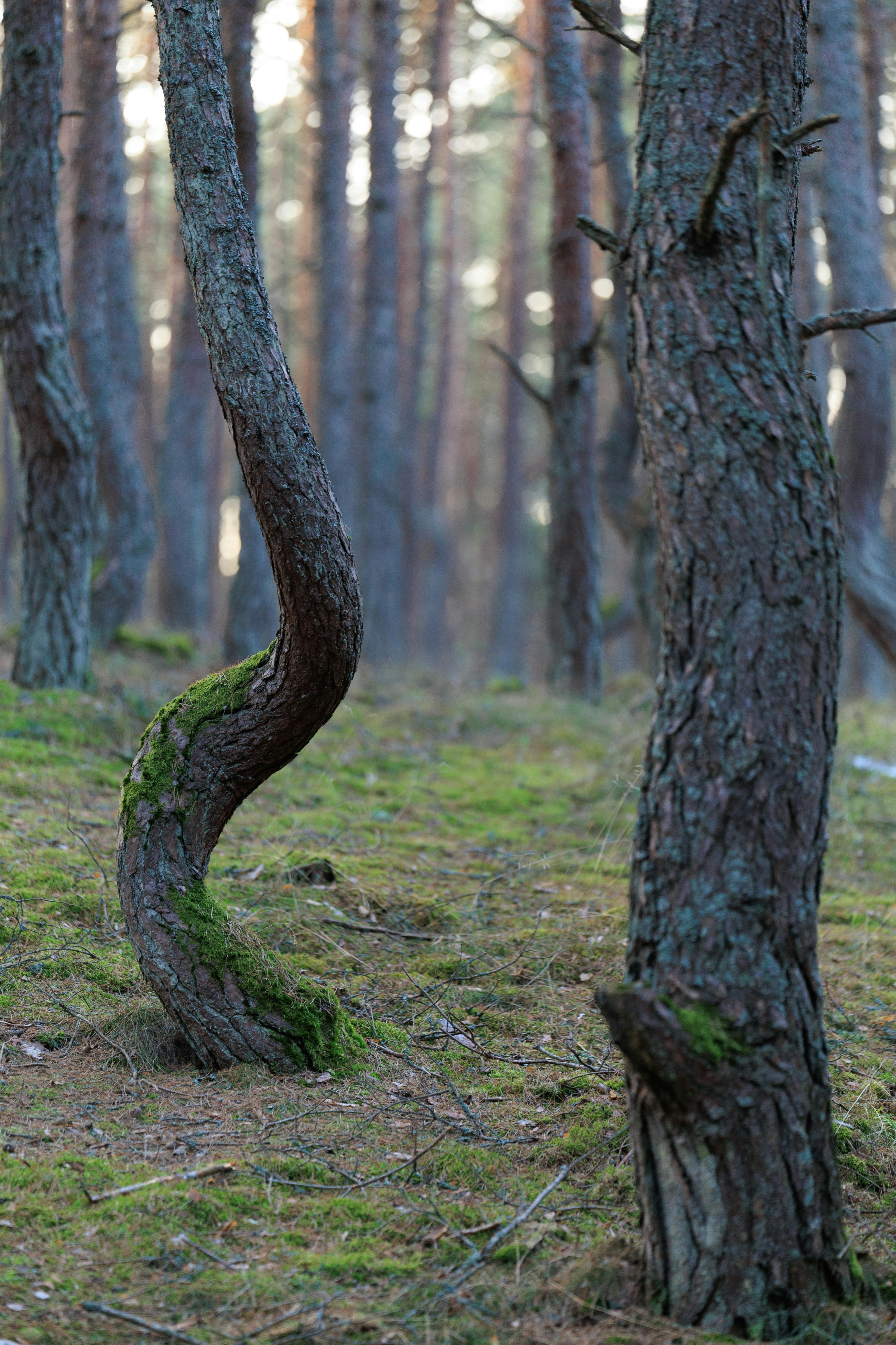 Gratis Scena mistica di pini dalle forme uniche in una tranquilla foresta di Kaliningrad. Foto a disposizione