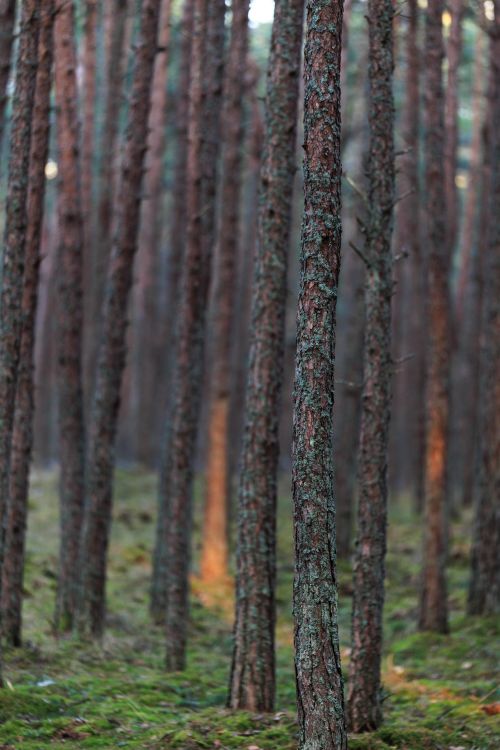 Free Peaceful view of tall pine trees in a dense forest in Kaliningrad, Russia. Stock Photo