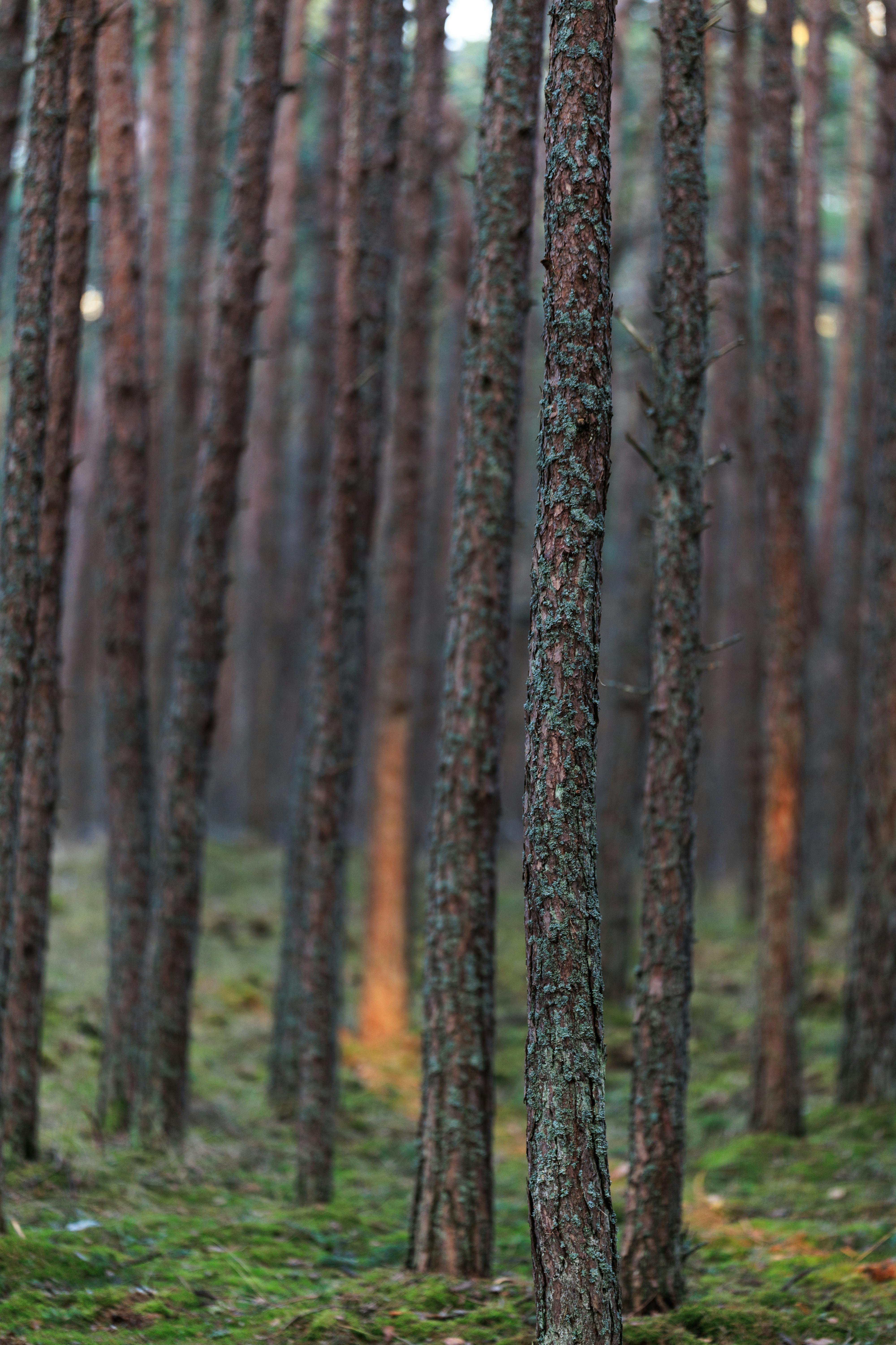 Gratis Vista serena di alti pini in una fitta foresta a Kaliningrad, in Russia. Foto a disposizione