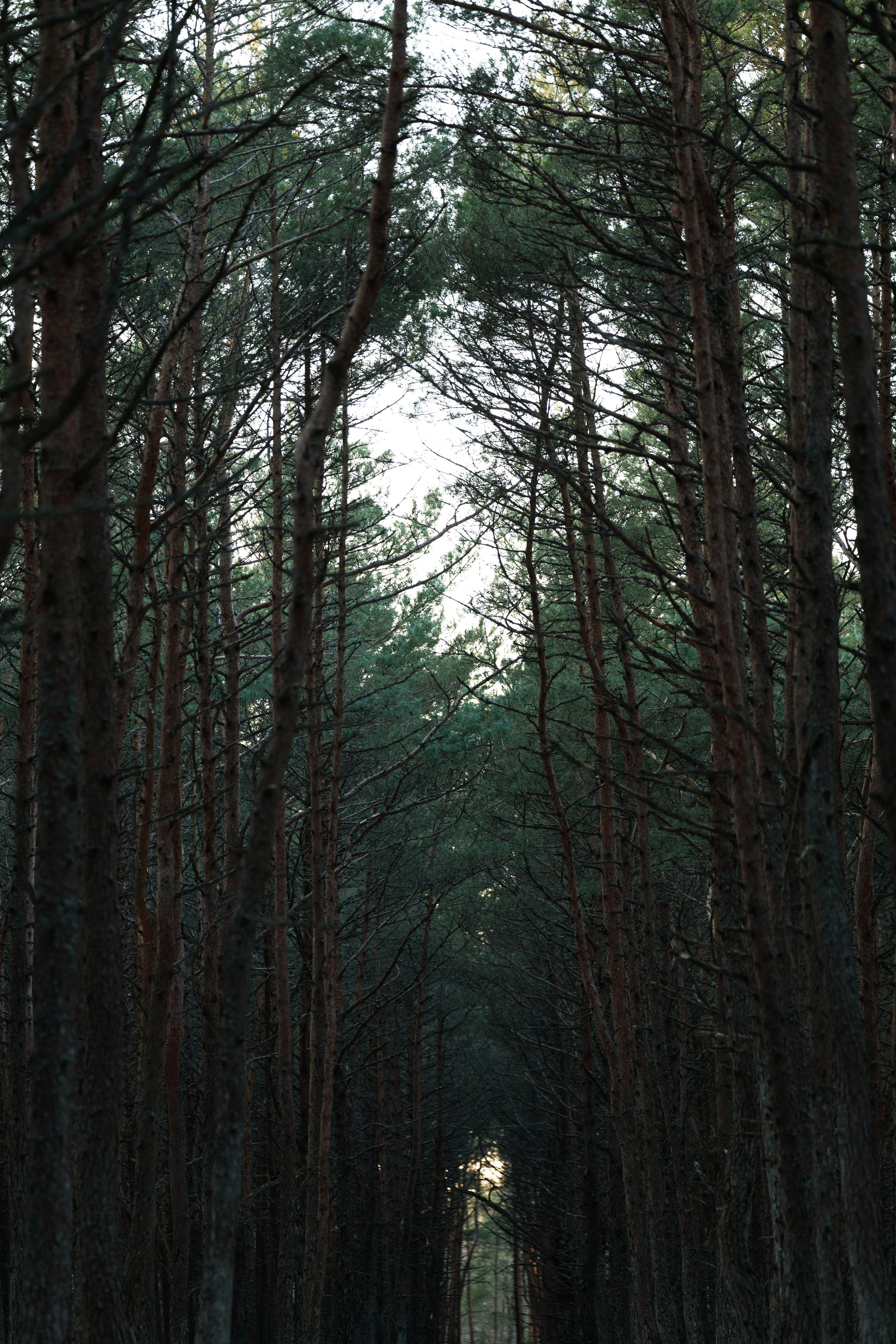Gratis Vista serena di imponenti pini in una rigogliosa foresta, Kaliningrad, Russia. Foto a disposizione