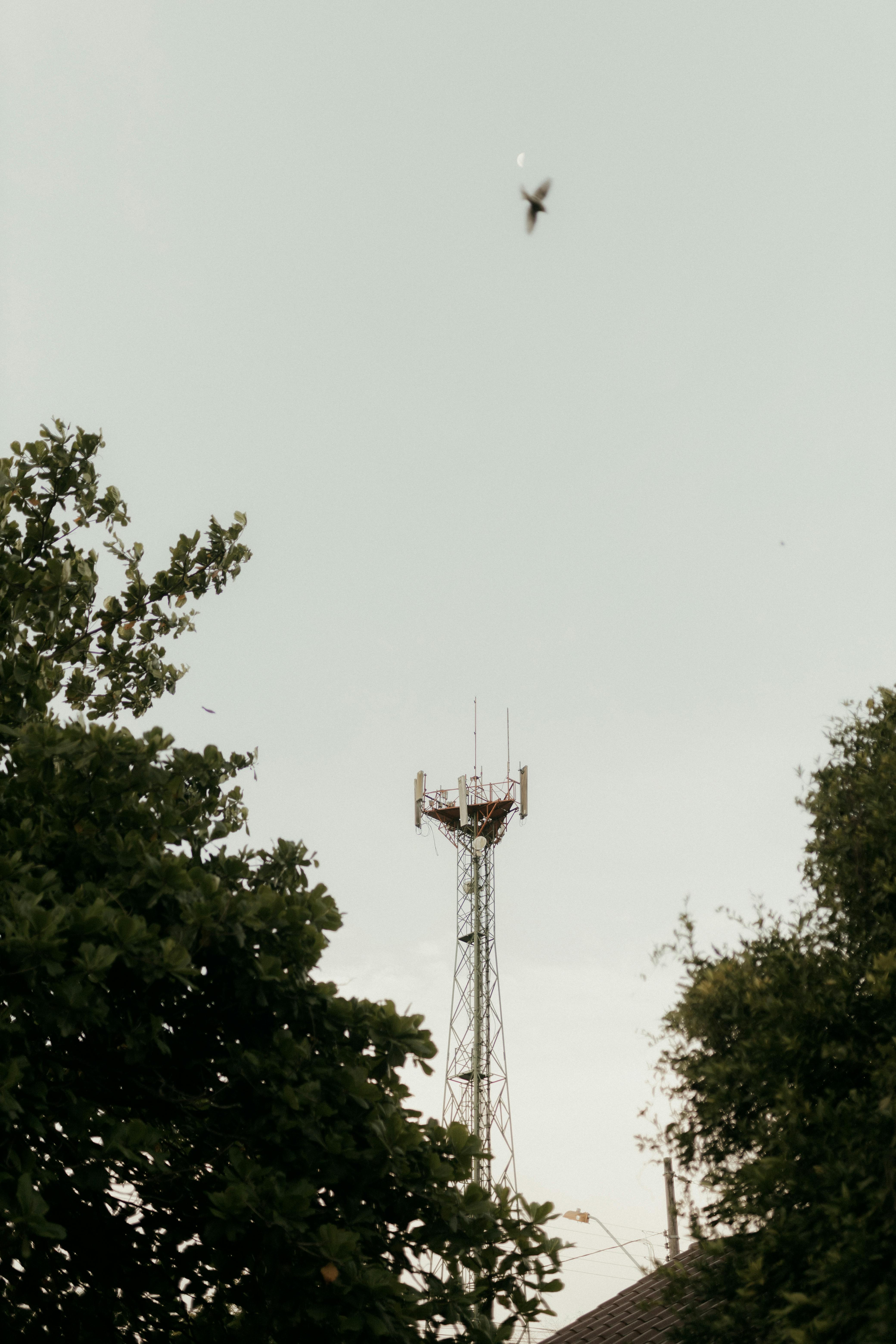 Gratis Et høyt telekommunikasjonstårn omgitt av grøntområder, mot en klar himmel. Arkivbilde