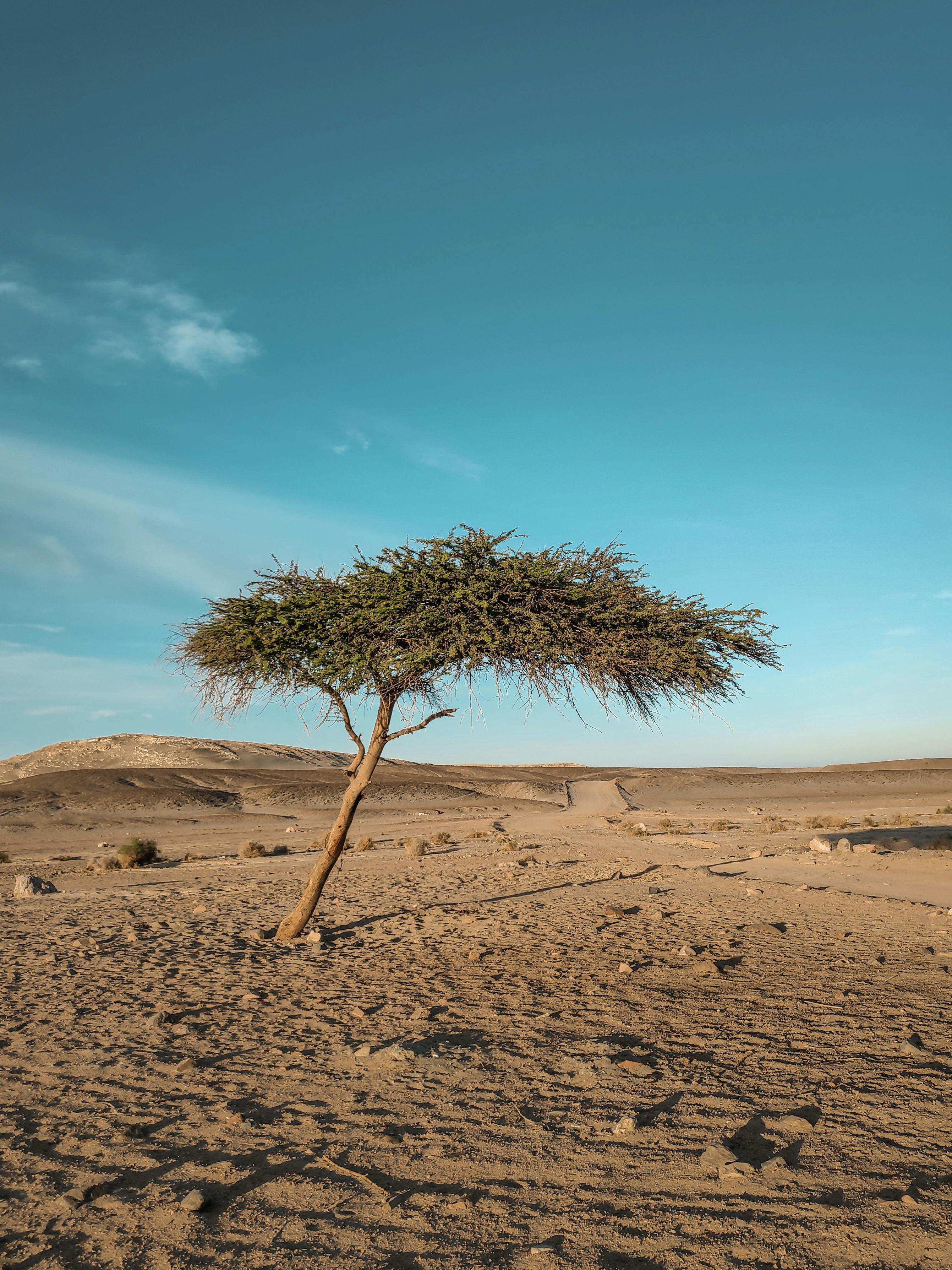 免費 在湛藍的天空下，一棵孤零零的相思樹傲然挺立在廣闊的沙漠中。 圖庫相片