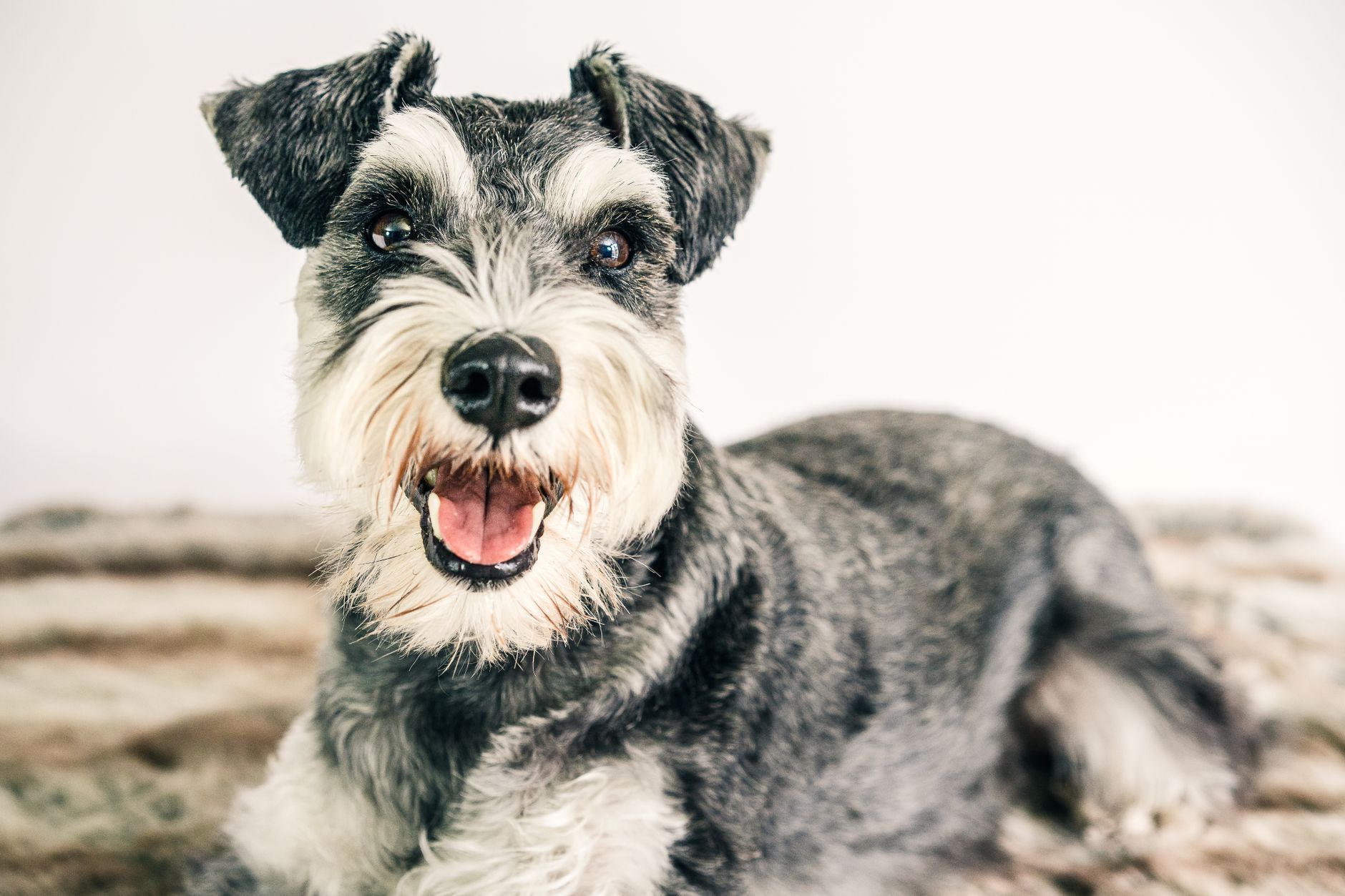 Smiling Schnauzer dog laying on a soft rug, showcasing happiness indoors.