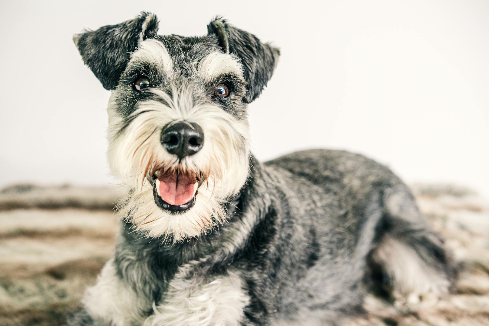 Une photo du schnauzer