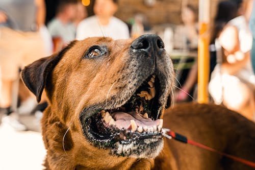 Kostnadsfri bild av brun, djur, hund