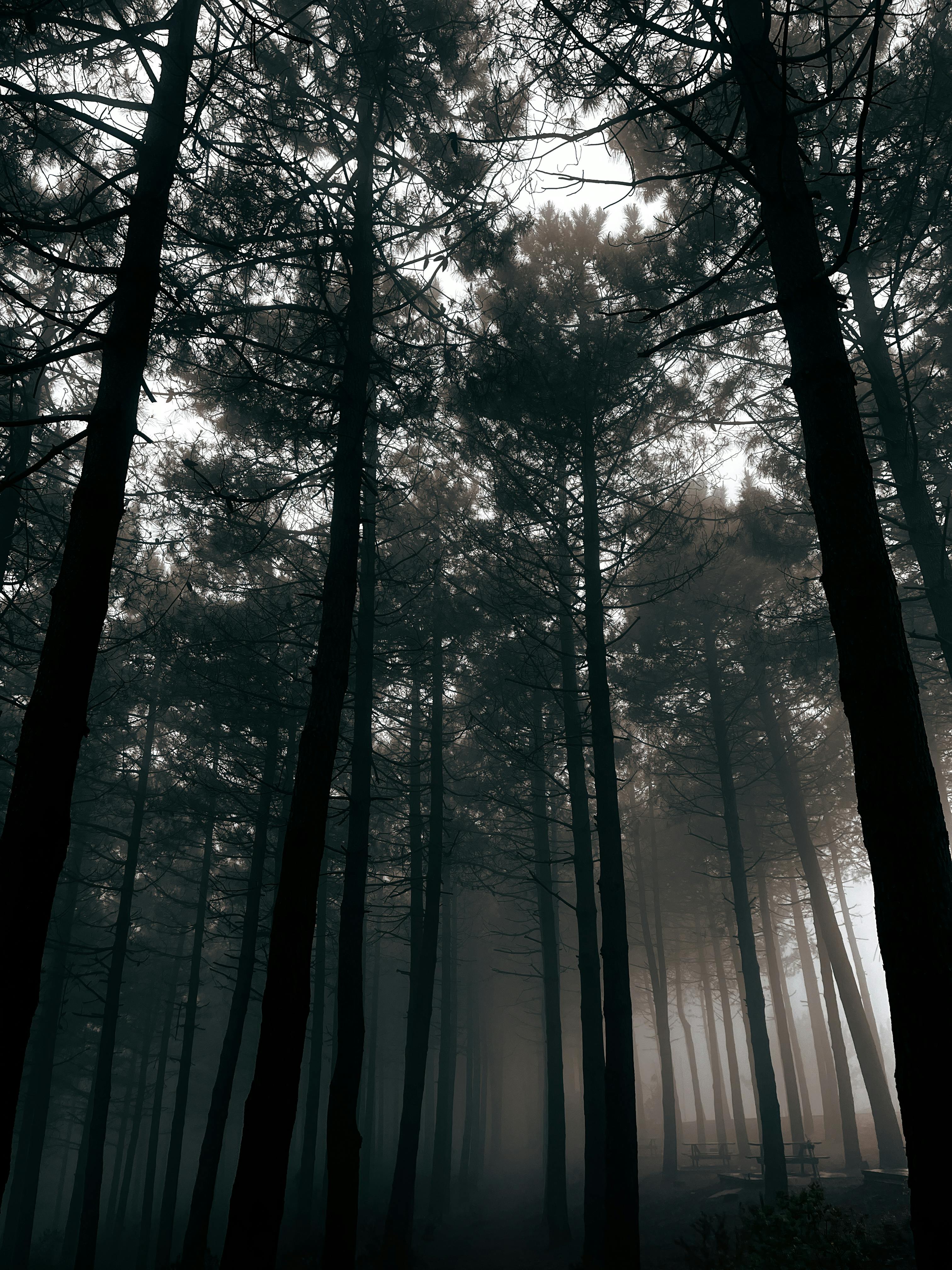 Free Eerie misty pine forest capturing a mysterious ambiance in İstanbul, Türkiye. Stock Photo
