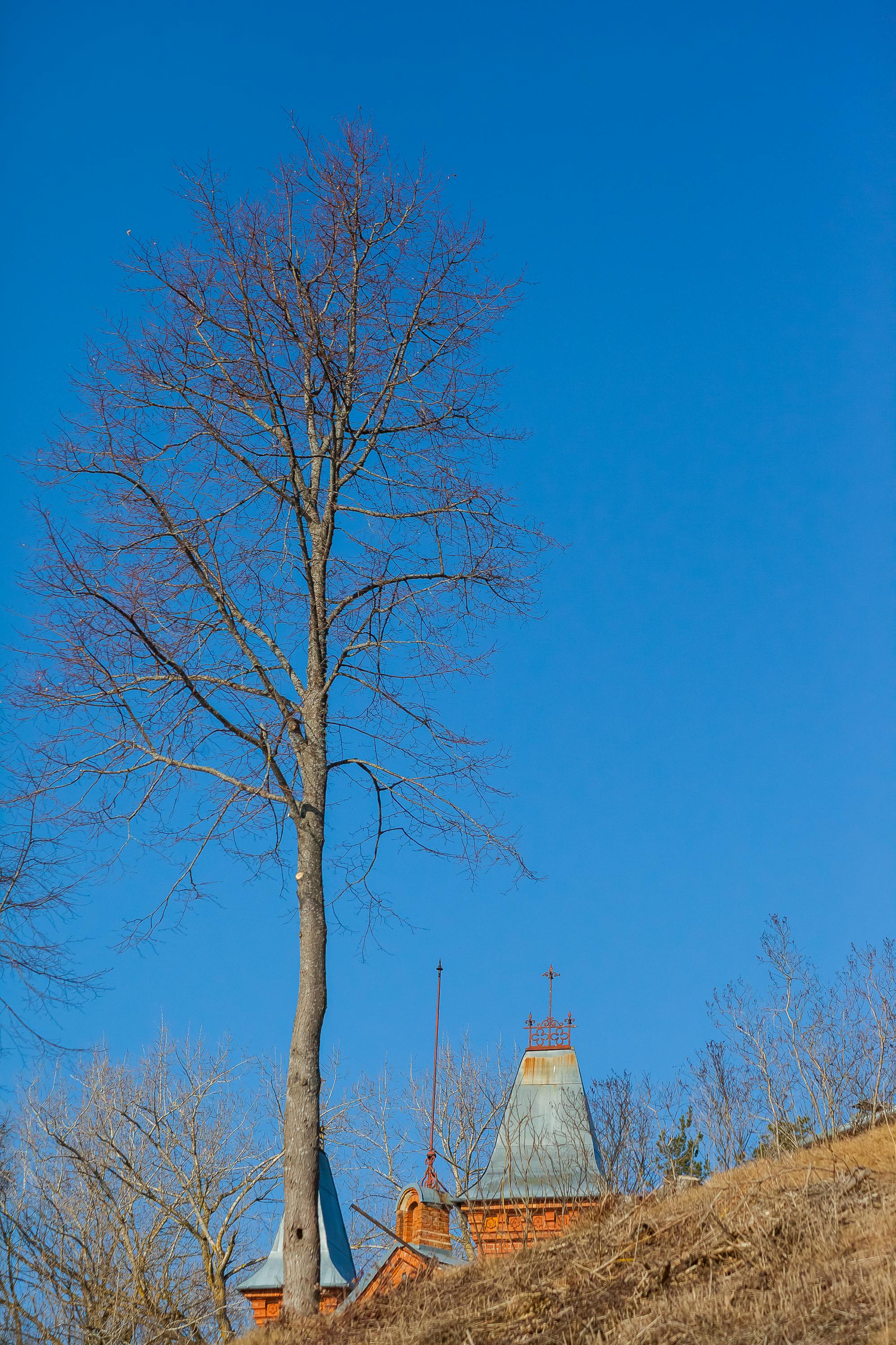 ฟรี ต้นไม้สูงใหญ่ไร้ใบ ตัดกับหลังคาบ้านแบบเรียบง่ายด้านล่าง และท้องฟ้าสีครามสดใส คลังภาพถ่าย