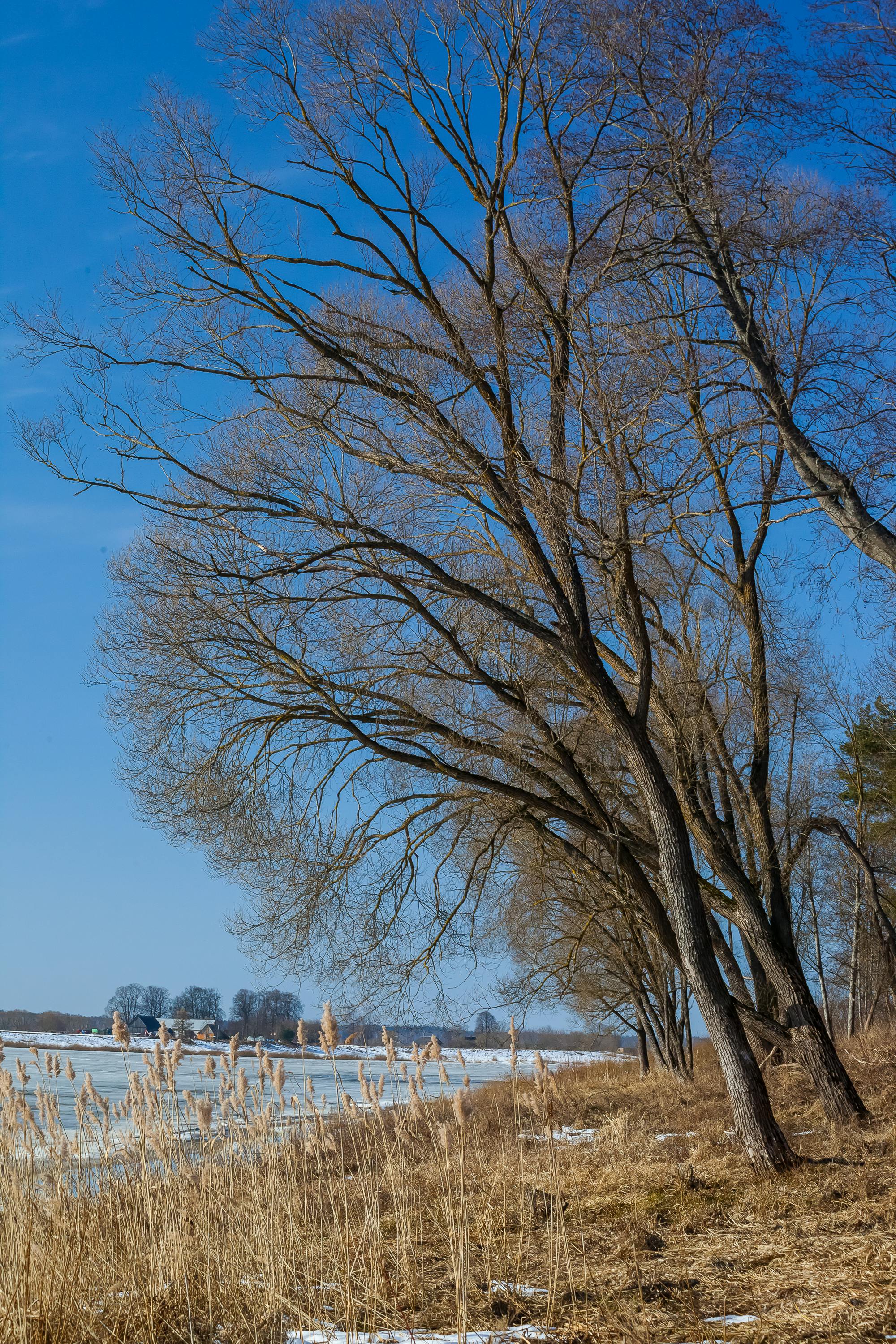 免費 寧靜的冬日景色，河岸邊光禿禿的樹木，湛藍的天空下。 圖庫相片