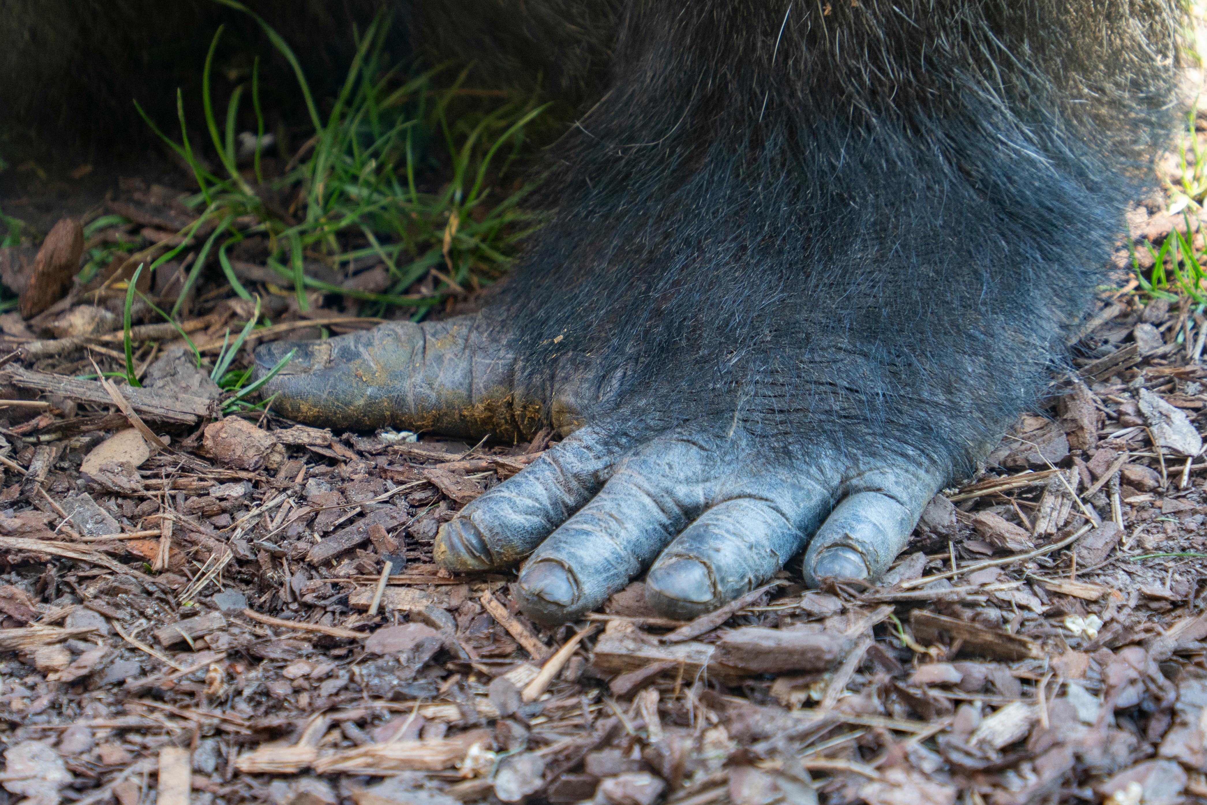 Δωρεάν Λεπτομερές κοντινό πλάνο του ποδιού ενός γορίλα που ακουμπάει στο έδαφος, περιτριγυρισμένο από γρασίδι και σάπια φύλλα. Φωτογραφία από στοκ φωτογραφιών