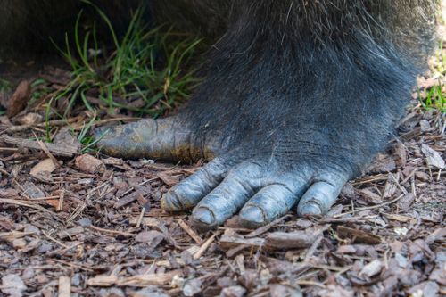 Free Detailed close-up of a gorilla's foot resting on the ground, surrounded by grass and mulch. Stock Photo