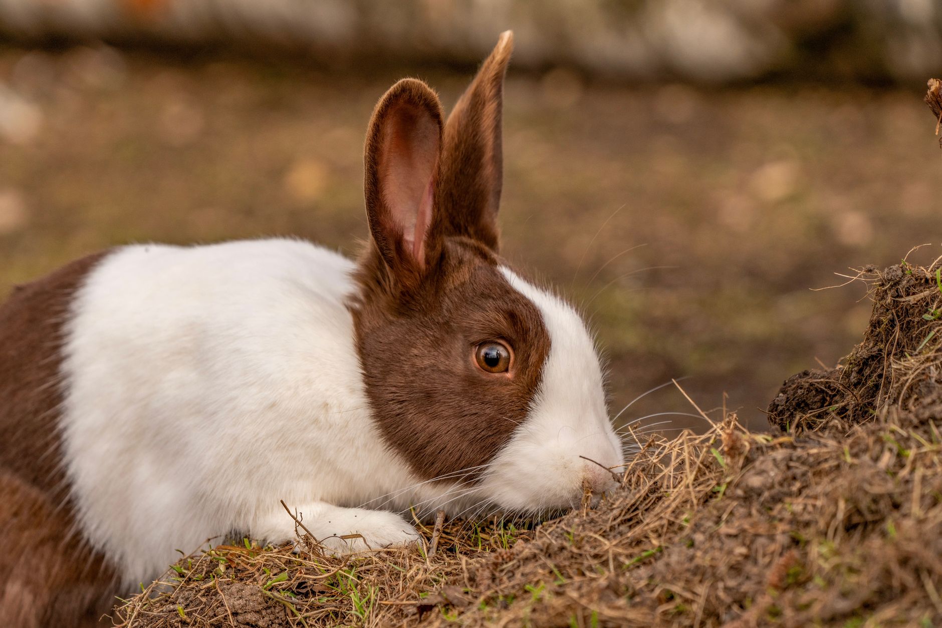 Veterinarian examining a rabbit during a checkup