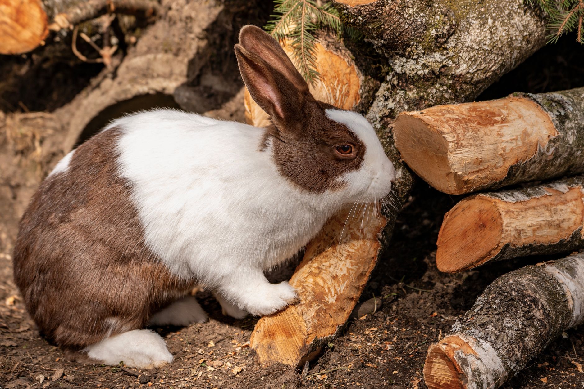 Healthy rabbit meat cuts