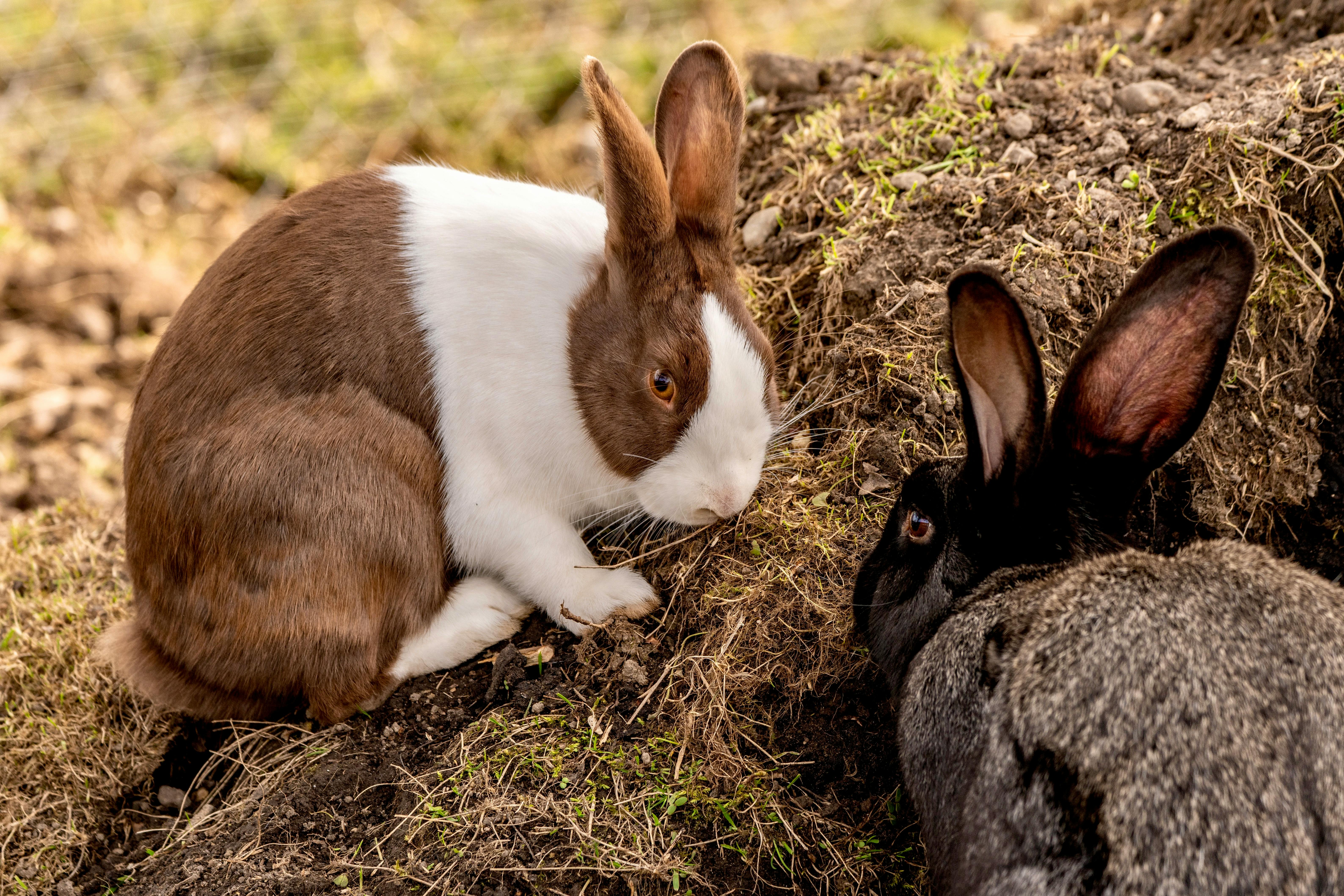 ฟรี กระต่ายน่ารักสองตัว ตัวหนึ่งสีน้ำตาลขาว อีกตัวสีเทาเข้ม กำลังเล่นอยู่บนพื้นดินกลางแจ้ง คลังภาพถ่าย