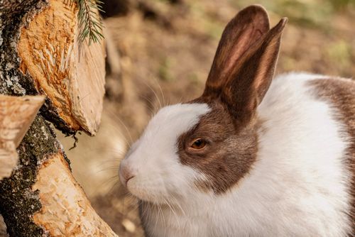 Free A detailed close-up of a brown and white rabbit next to a tree trunk outdoors. Stock Photo