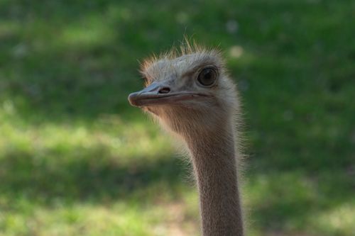 Free Captivating close-up of an ostrich against a blurred green background in Valencia, Spain. Stock Photo