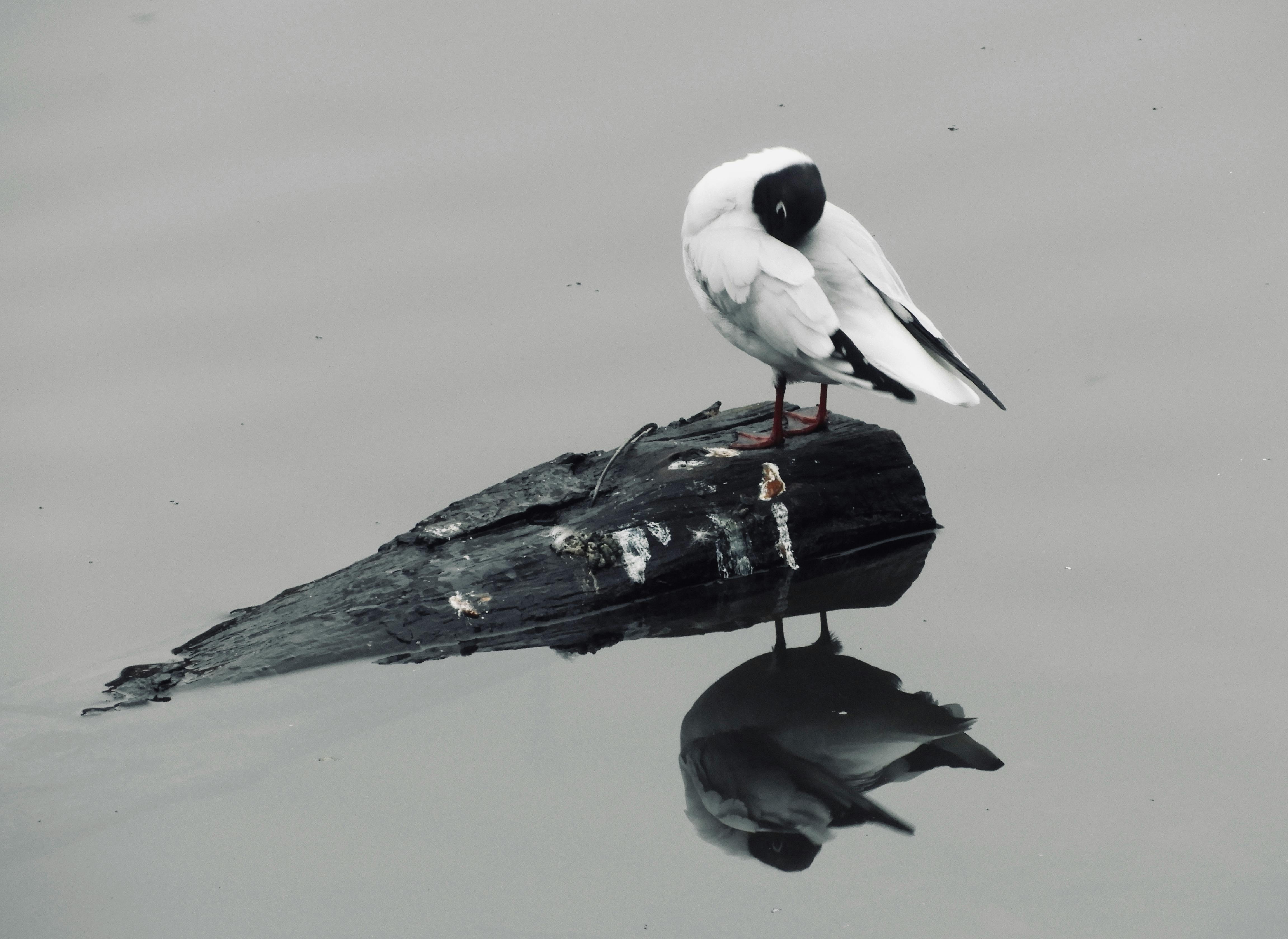 Безкоштовне Чорноголова чайка сидить на плавнику у спокійній воді, мирно розмірковуючи. стокове фото