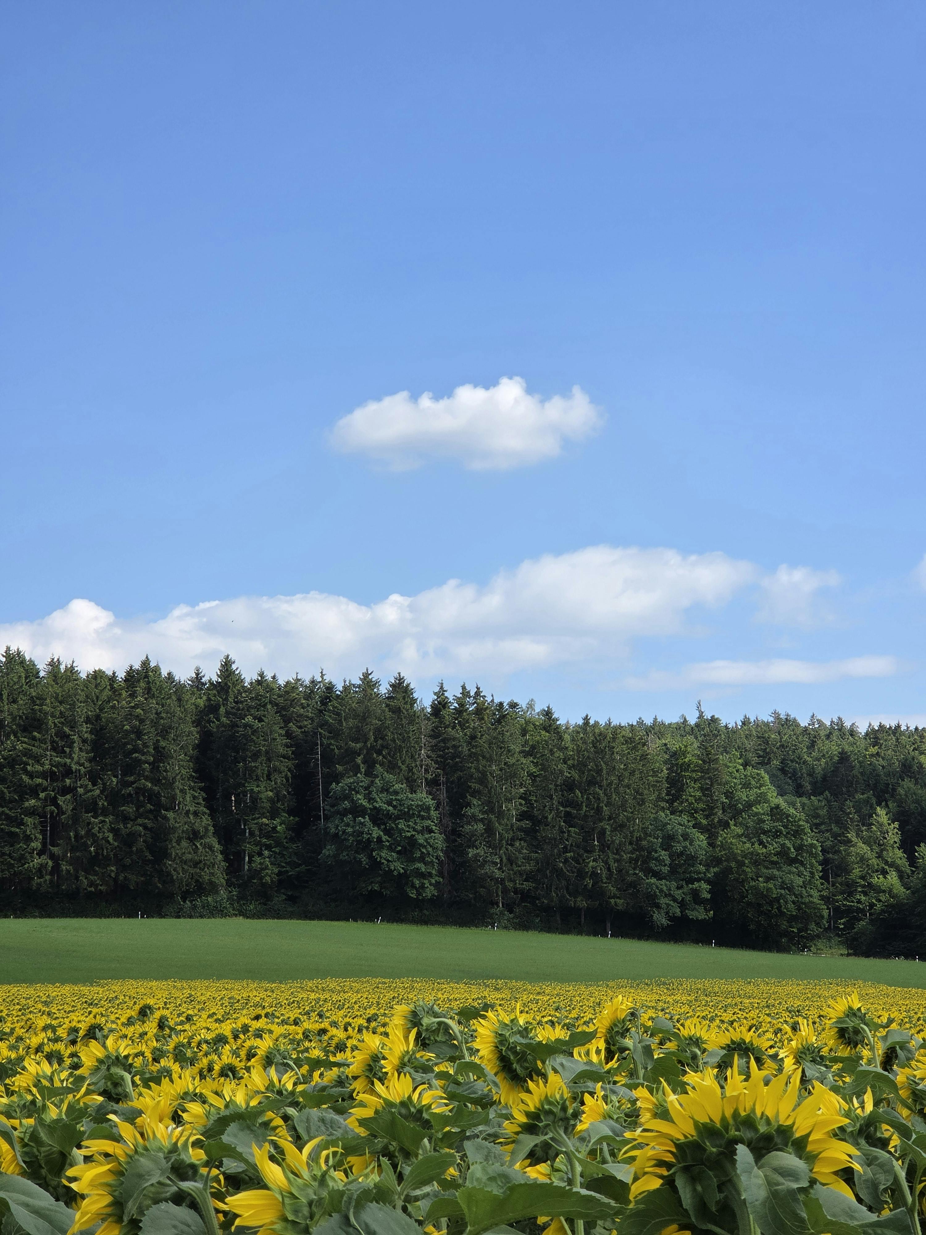 Gratis stockfoto met agronomie, biodiversiteit, blauwe lucht Stockfoto