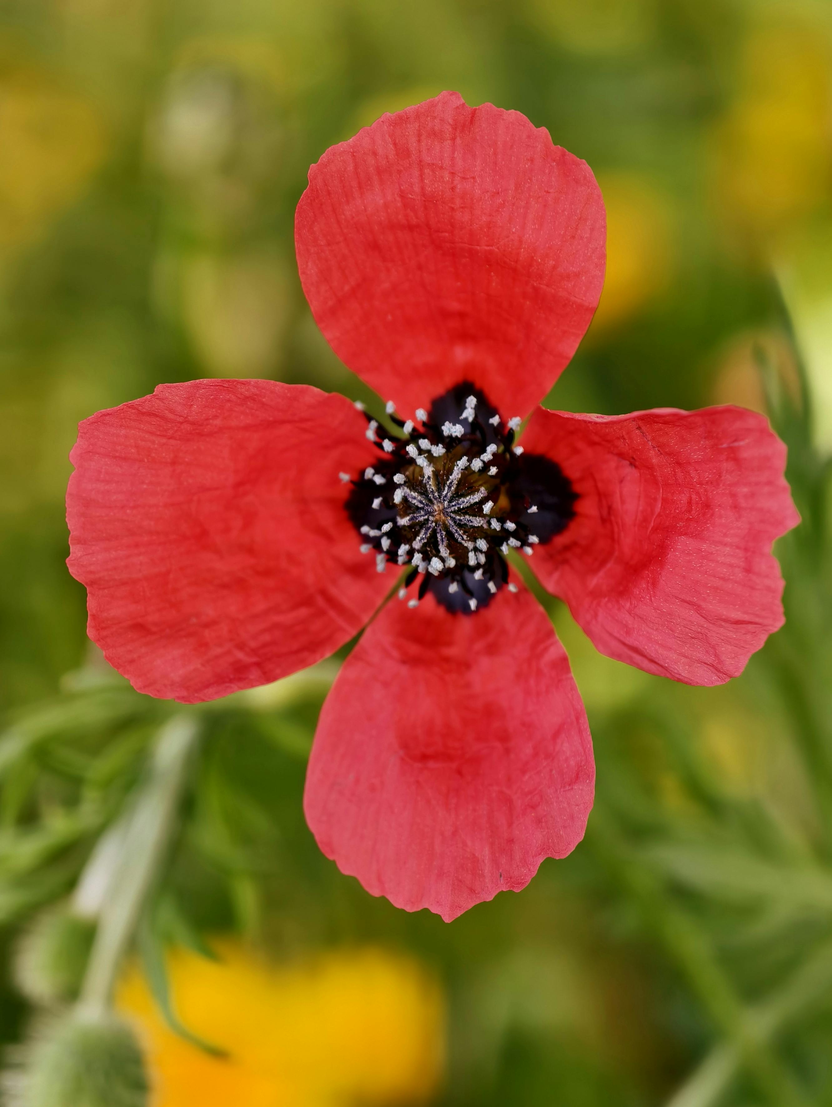 Gratis Nærbillede af en levende rød valmueblomst mod en sløret grøn og gul baggrund. Lagerfoto