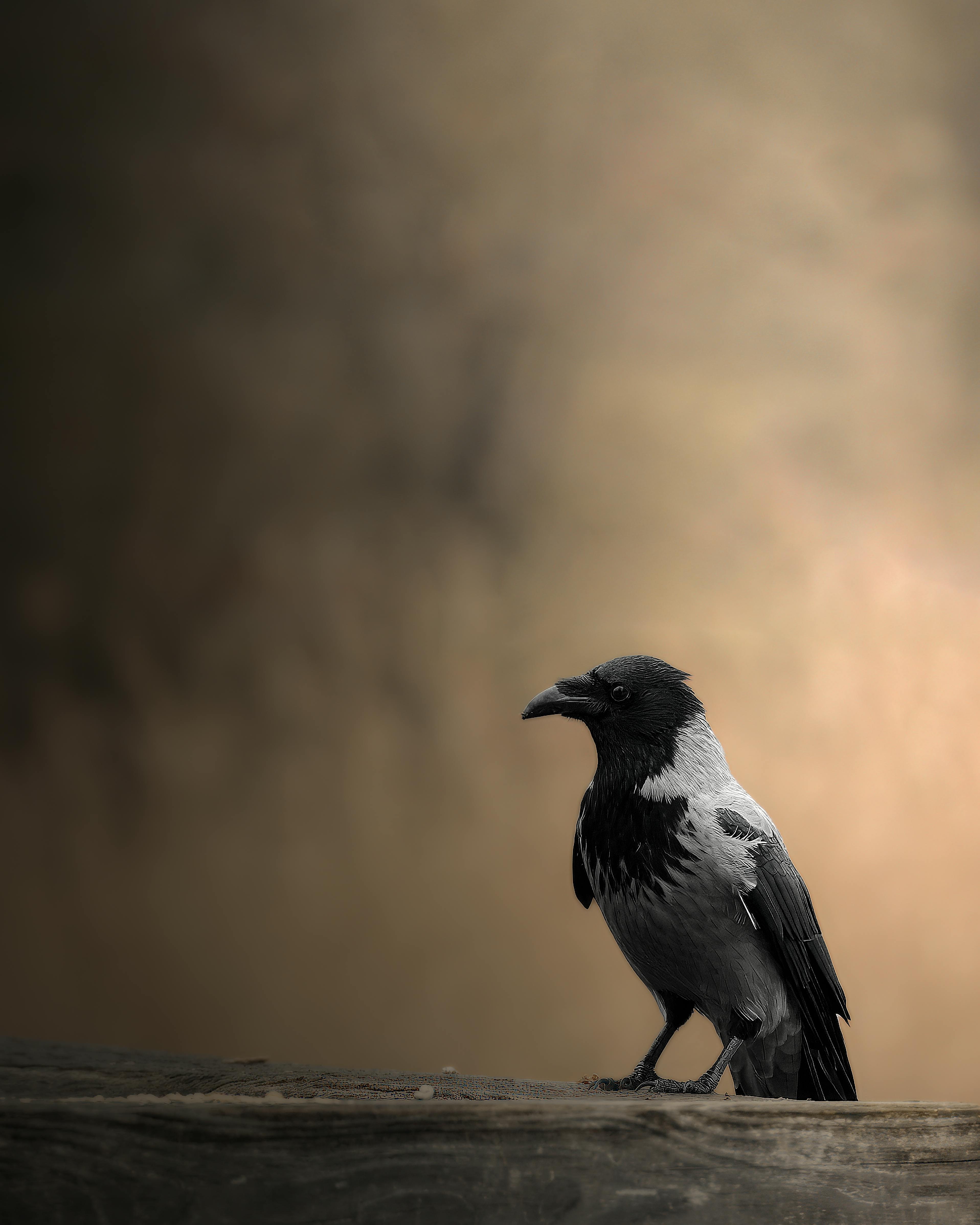 bezplatná Vrána obecná stojící na dřevěném povrchu s teplým, rozmazaným pozadím. Základová fotografie