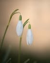 Delicate Snowdrops in Bloom with Soft Background