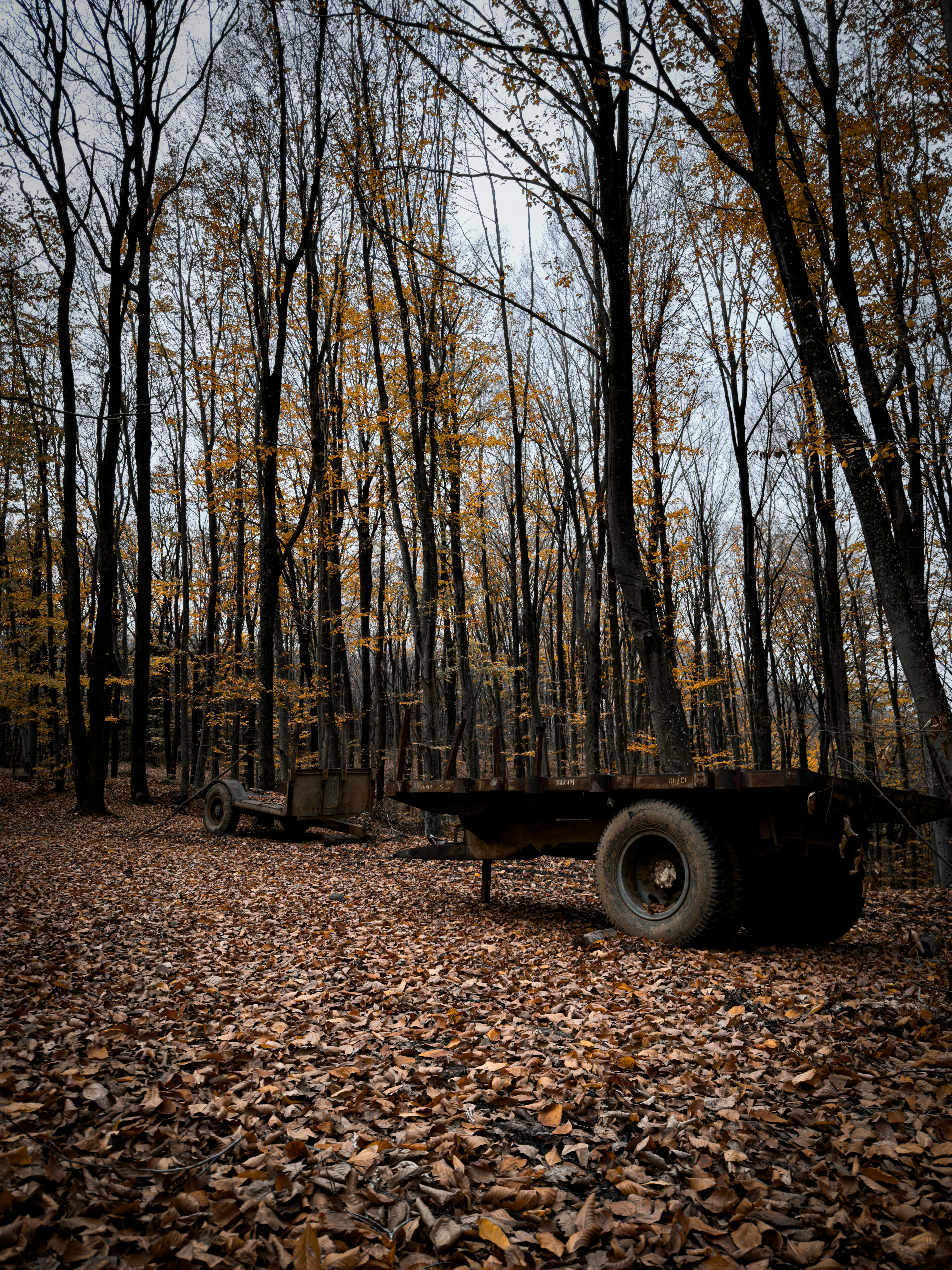 grátis Trailer rústico em meio a uma floresta outonal com folhas caídas cobrindo o chão. Foto profissional