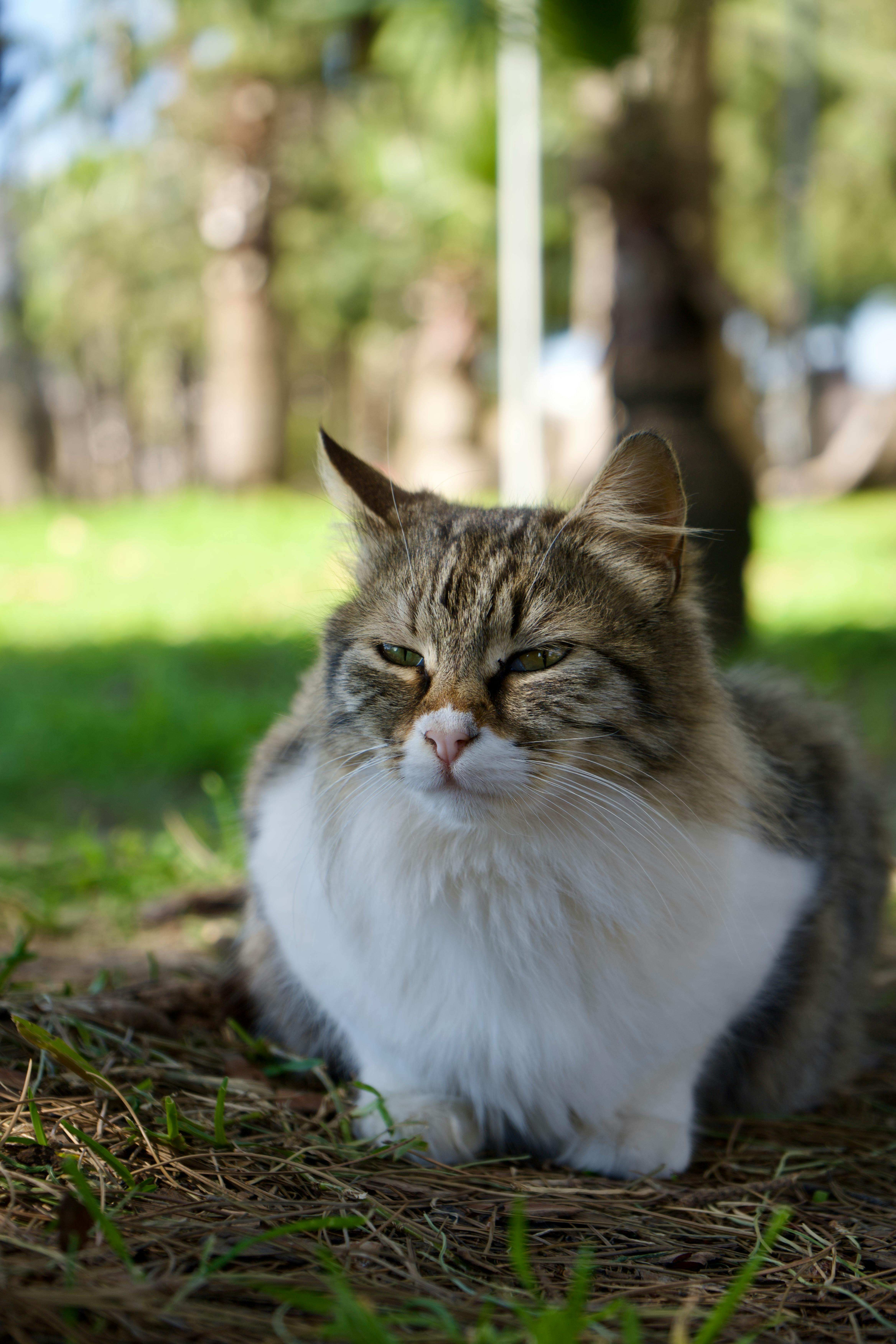 Gratis Un precioso gato atigrado descansa plácidamente sobre la hierba en un parque soleado, rodeado de naturaleza. Foto de stock
