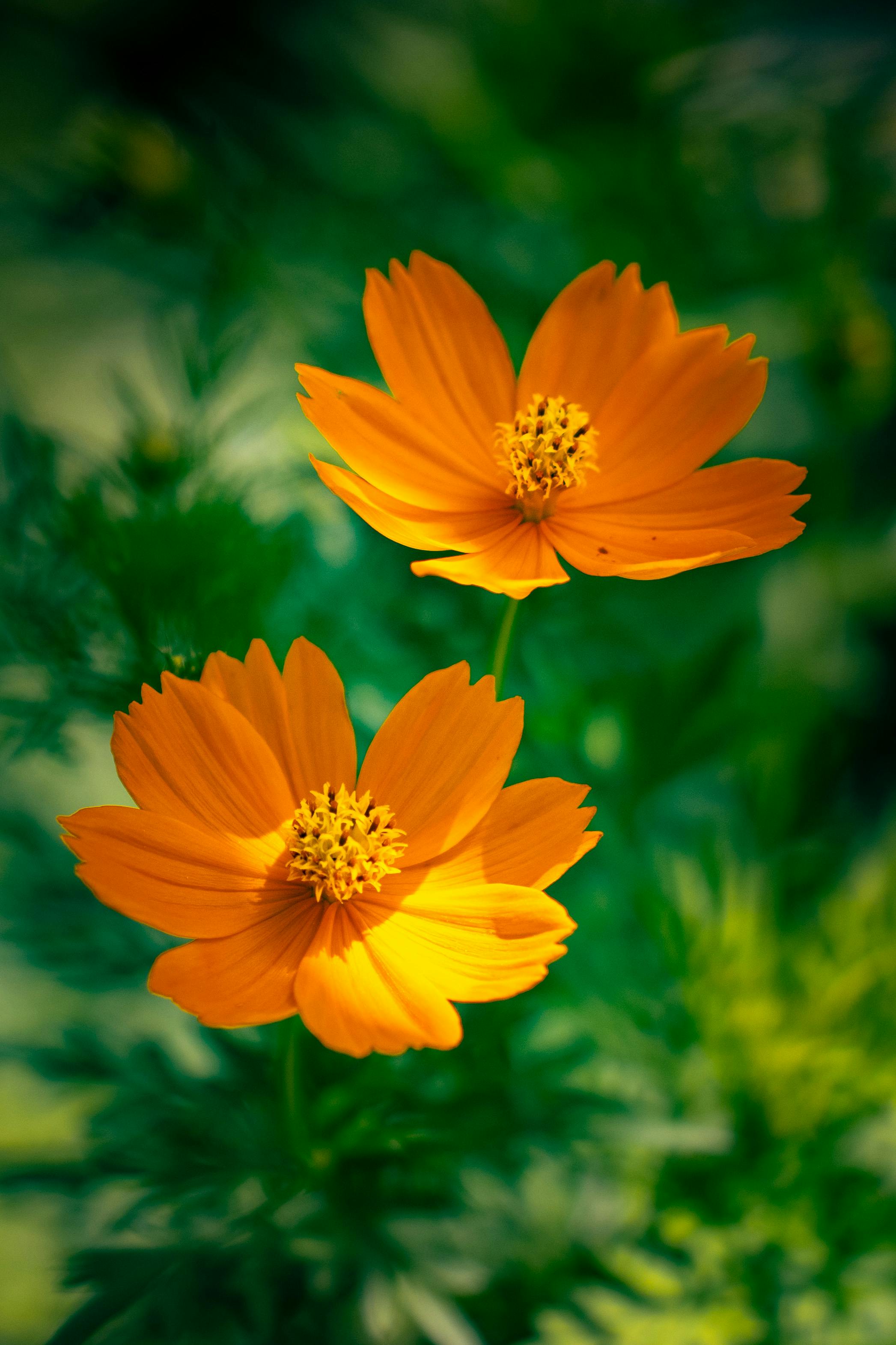 Gratis Vibranti fiori di cosmo arancioni immortalati a Baie-Mahault, in Guadalupa, che mettono in mostra la bellezza della natura. Foto a disposizione