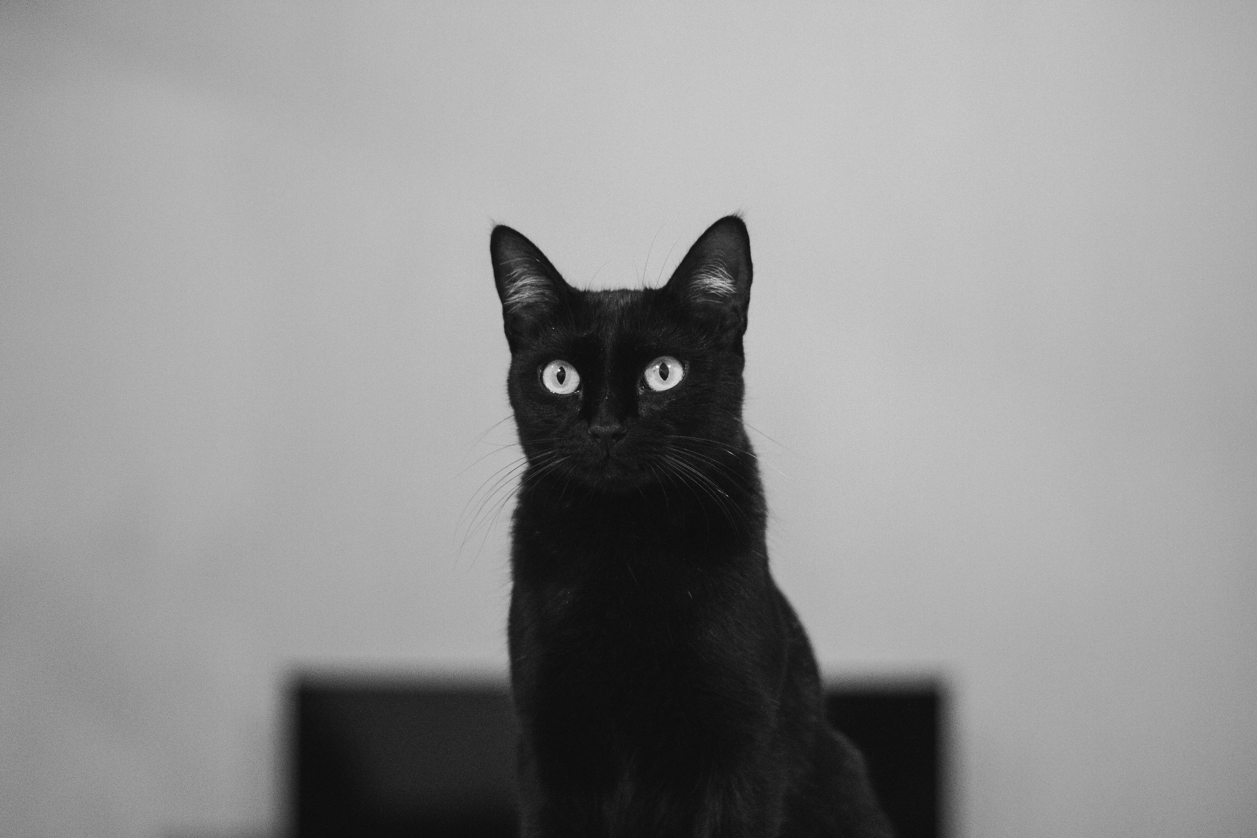 Zadarmo Výrazná čierna mačka s prenikavými očami zachytená v monochromatickom prostredí, vyžarujúca tajomstvo a eleganciu. Fotka z fotobanky