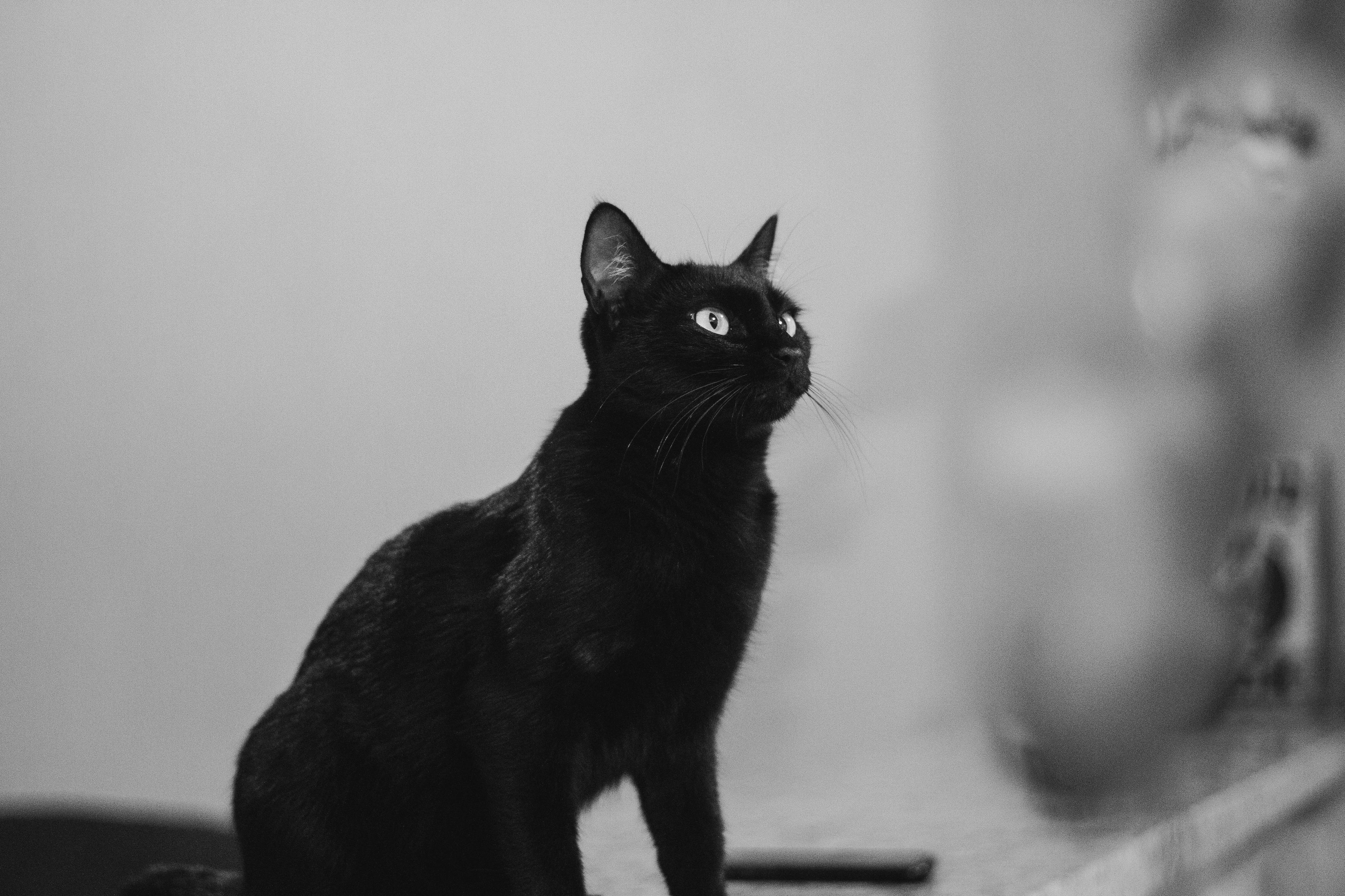 Gratuit Photos gratuites de à l'intérieur, adobe lightroom, alerte Photos