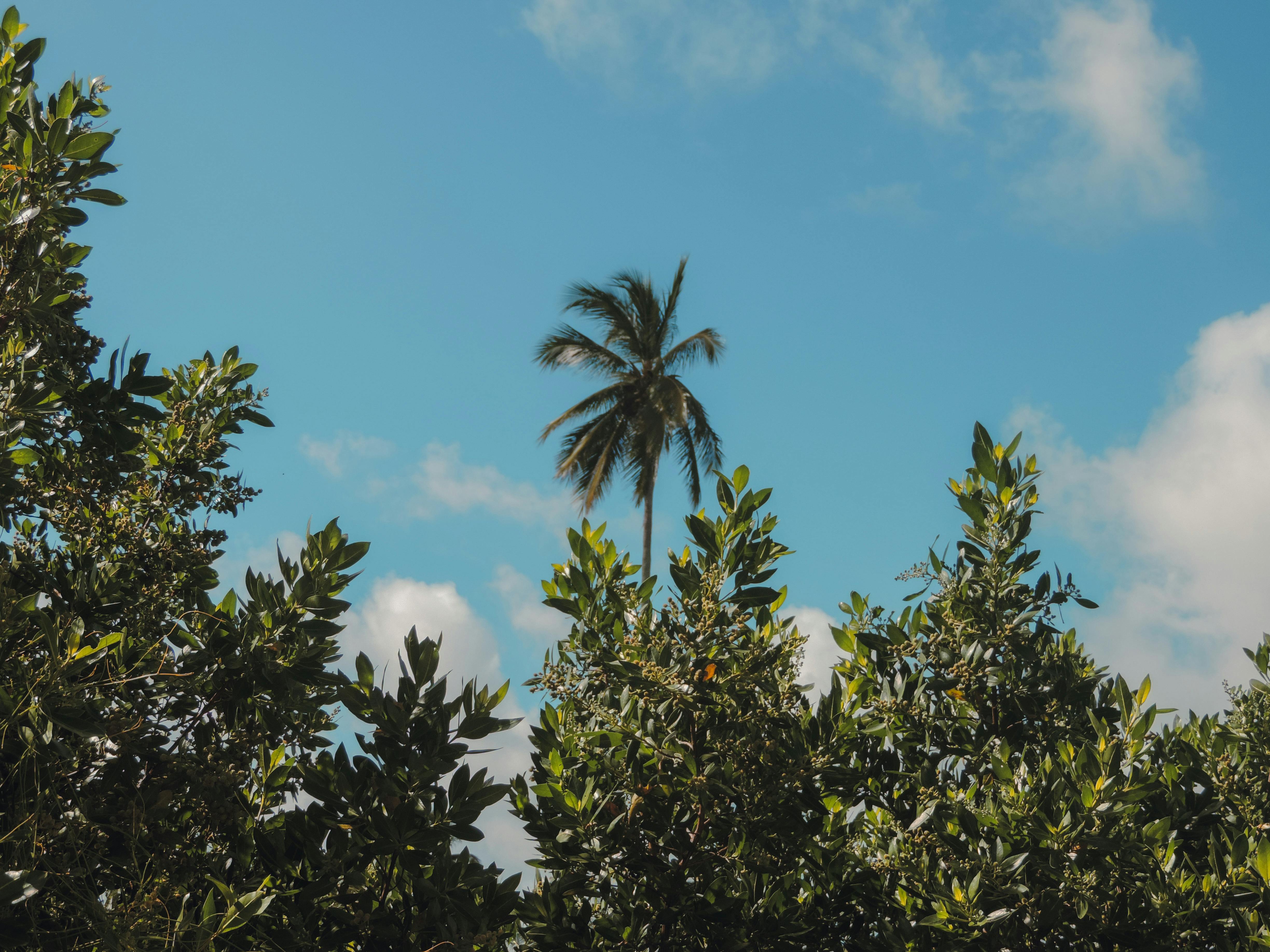 無料 ブラジルの鮮やかな青空の下、緑豊かな木々の上にヤシの木がそびえ立っている。 写真素材