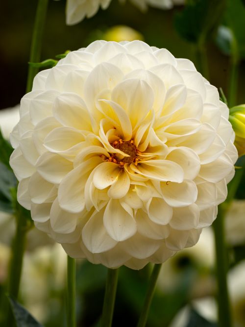 Free A stunning cream dahlia flower in full bloom, captured in a garden in Madrid, Spain. Stock Photo