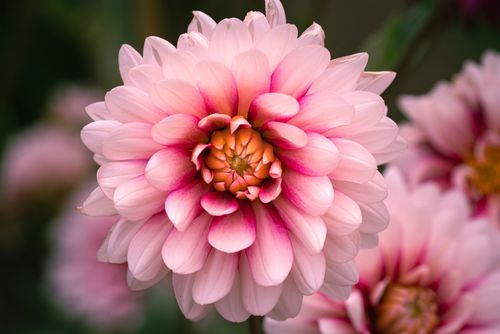 Free Beautiful close-up of a blooming pink dahlia flower in a garden setting in Madrid, Spain. Stock Photo