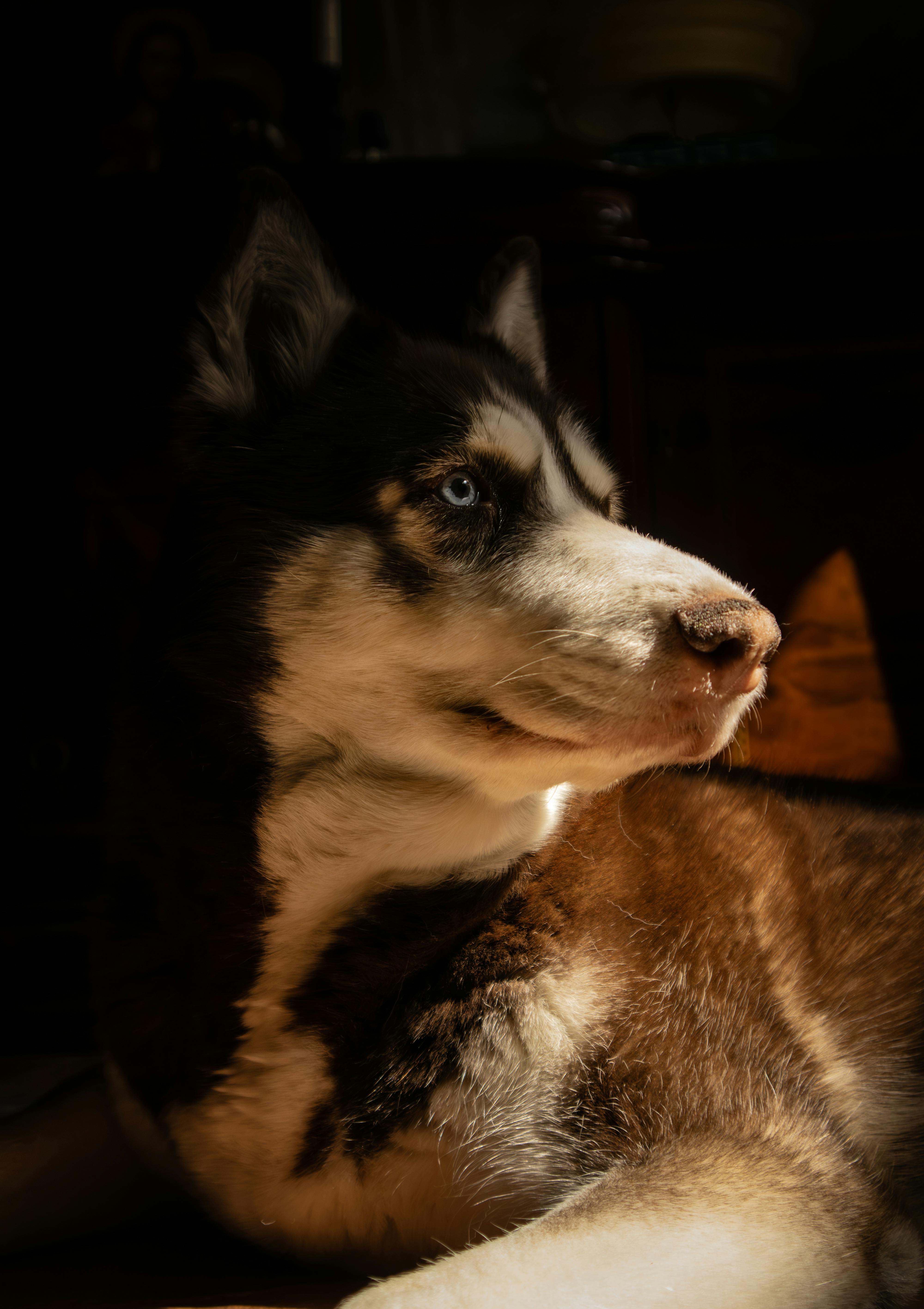 Δωρεάν Κοντινό πλάνο ενός Σιβηρικού Χάσκι με εντυπωσιακά μπλε μάτια στο ζεστό ηλιακό φως σε εσωτερικό χώρο. Φωτογραφία από στοκ φωτογραφιών