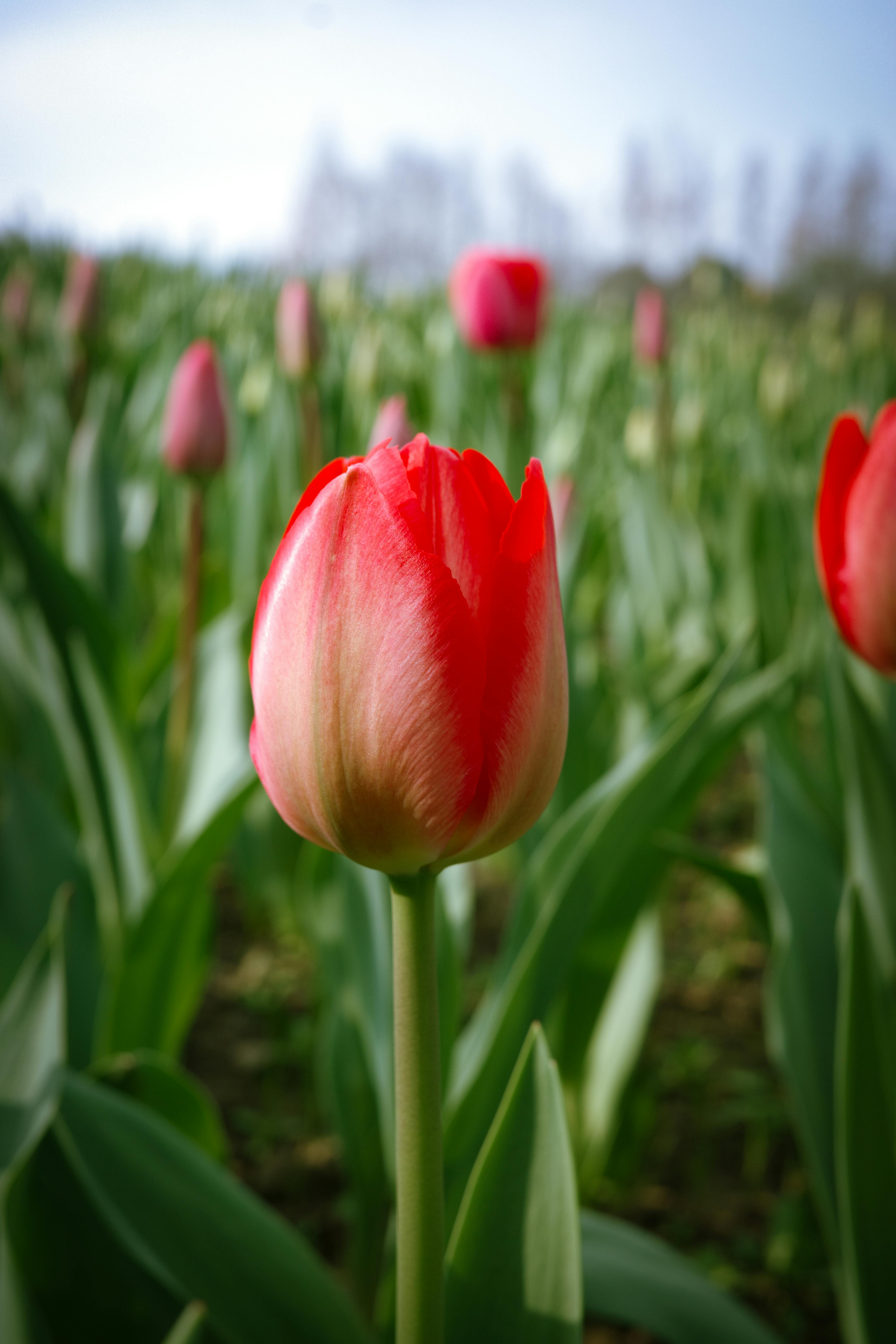 Gratis Immagine gratuita di agricoltura, bellezza naturale, botanico Foto a disposizione