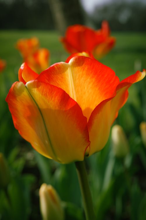 Free Close-up of a vibrant orange tulip against a lush green background, capturing the essence of spring. Stock Photo