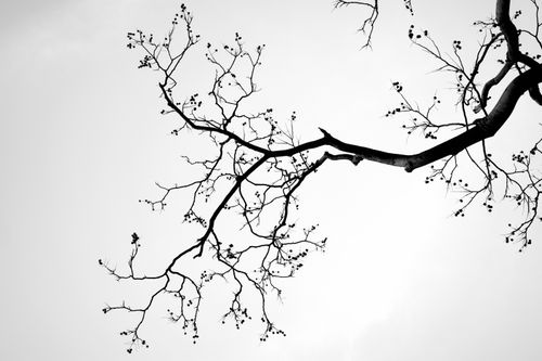 Free Monochrome image of a tree branch silhouetted against a white sky, capturing minimalist nature. Stock Photo