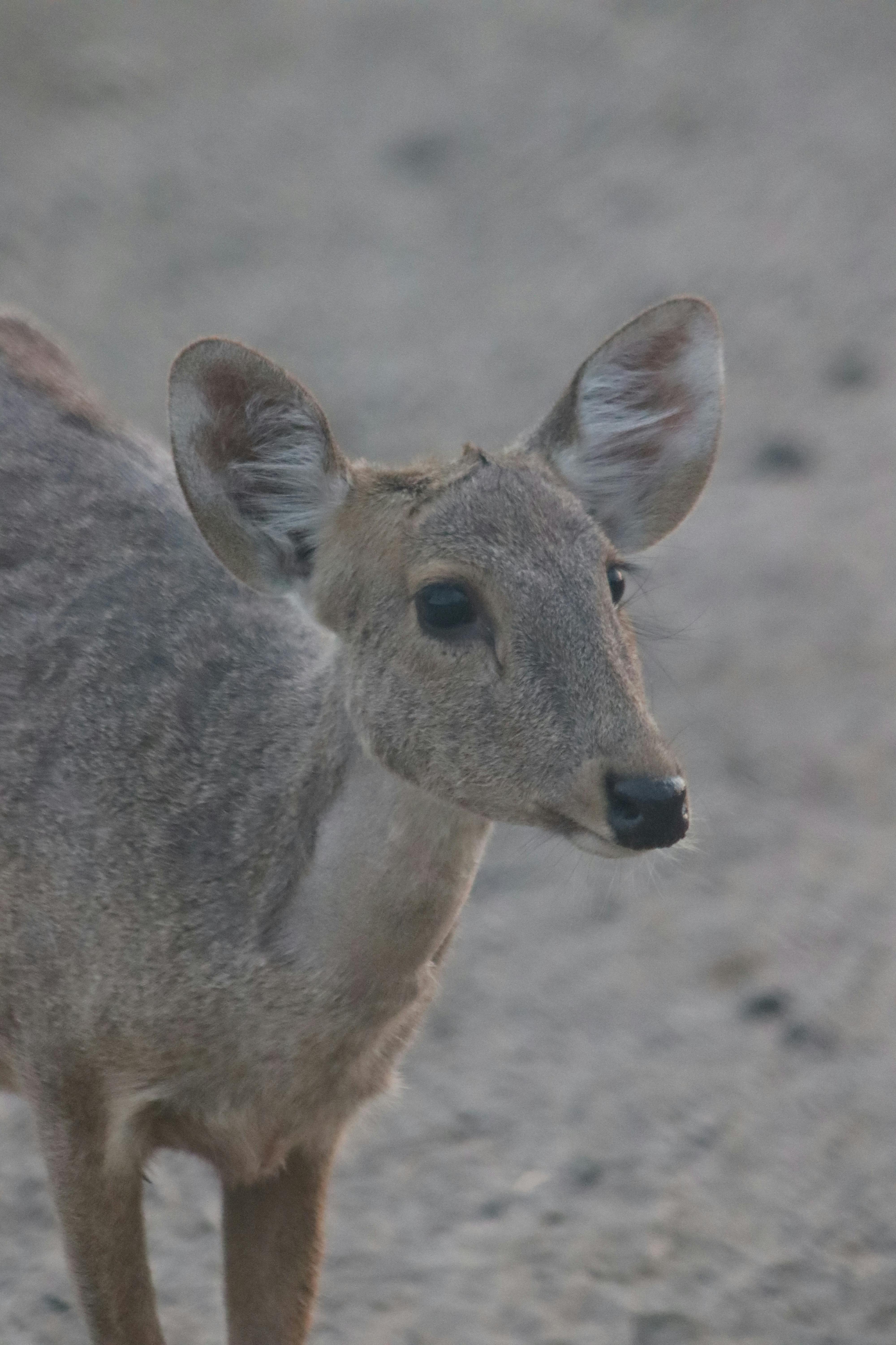 Miễn phí Hình ảnh cận cảnh một con nai non trên địa hình cát ngoài trời, thể hiện rõ những đường nét tinh tế của nó. Ảnh lưu trữ