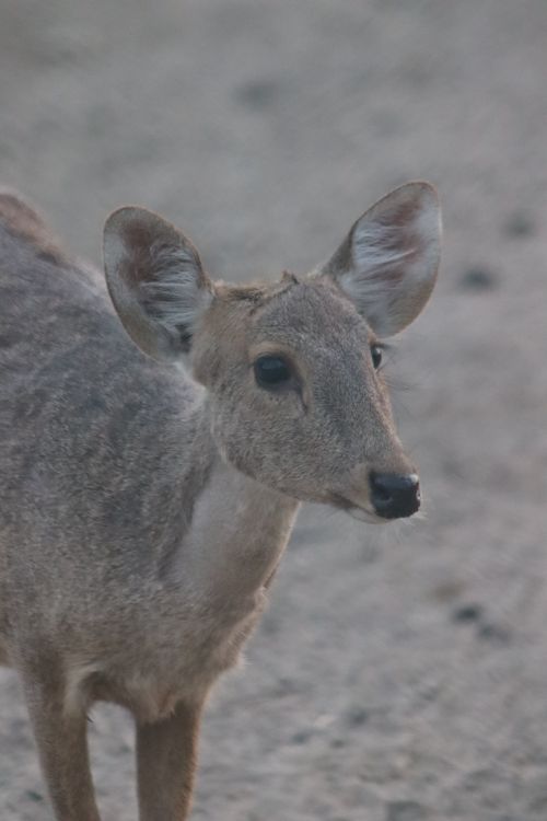 Free Close-up image of a young deer on a sandy outdoor terrain, showcasing its delicate features. Stock Photo