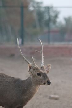 Close-up of a Rucervus deer in an enclosure, showcasing its antlers and natural grace.