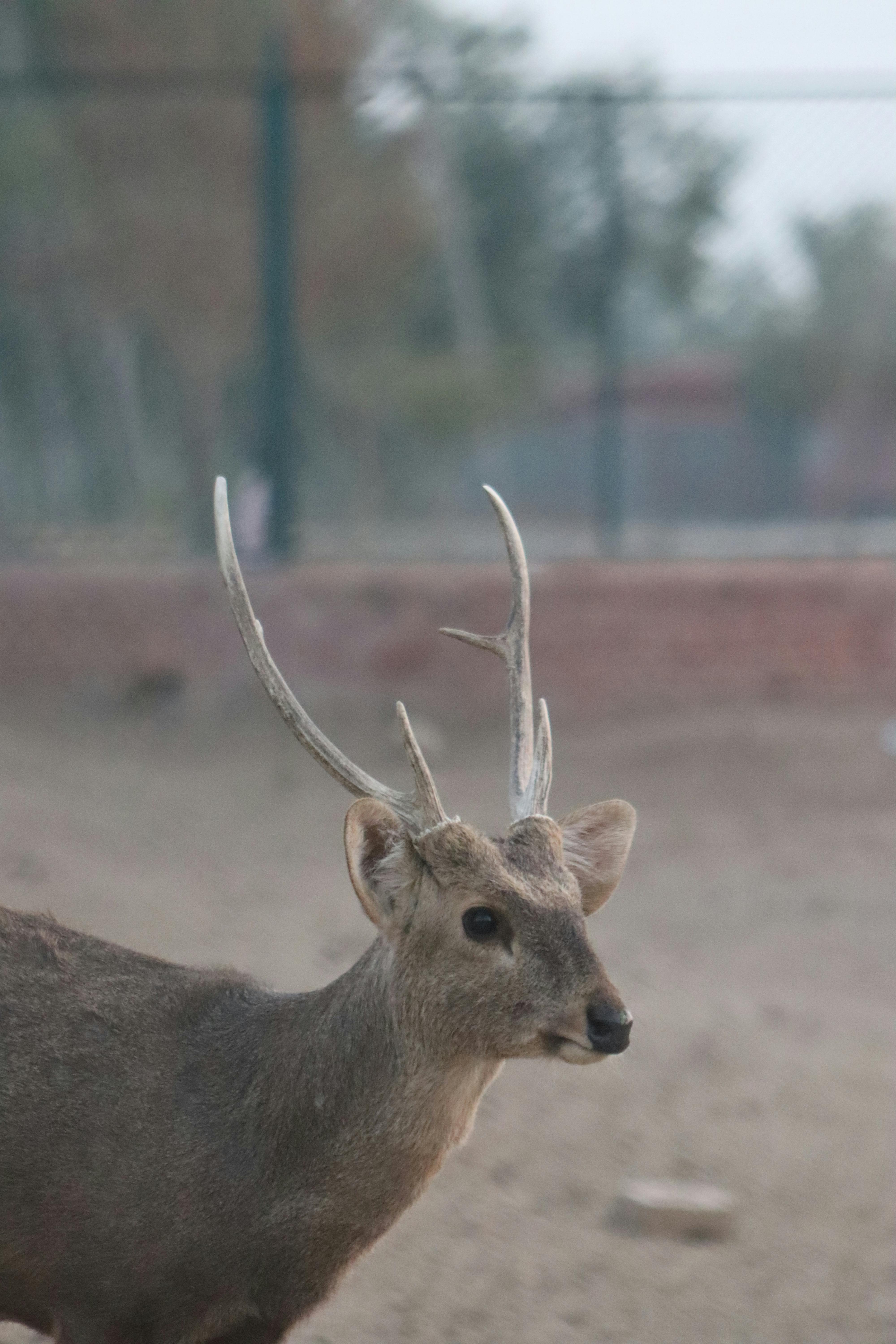 Gratis Primo piano di un cervo Rucervus in un recinto, che mette in risalto le sue corna e la sua naturale eleganza. Foto a disposizione
