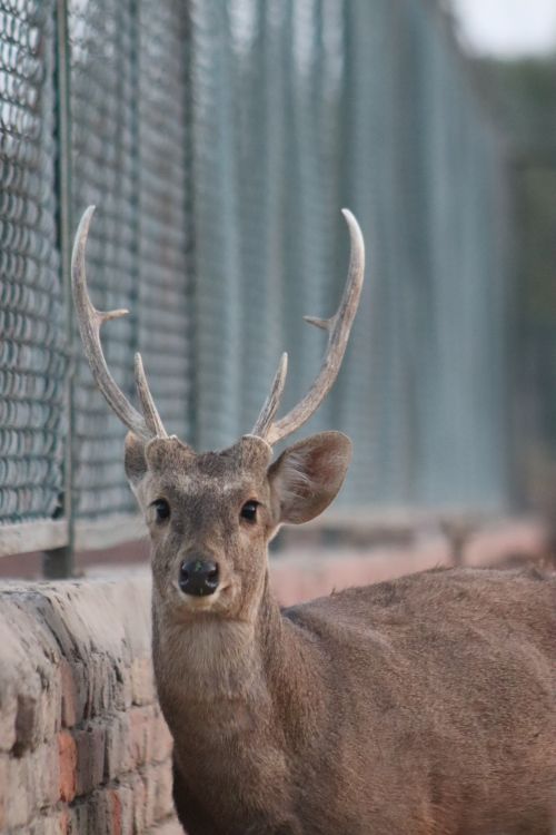 Free A serene male deer with antlers near a fence, captured in daylight. Stock Photo