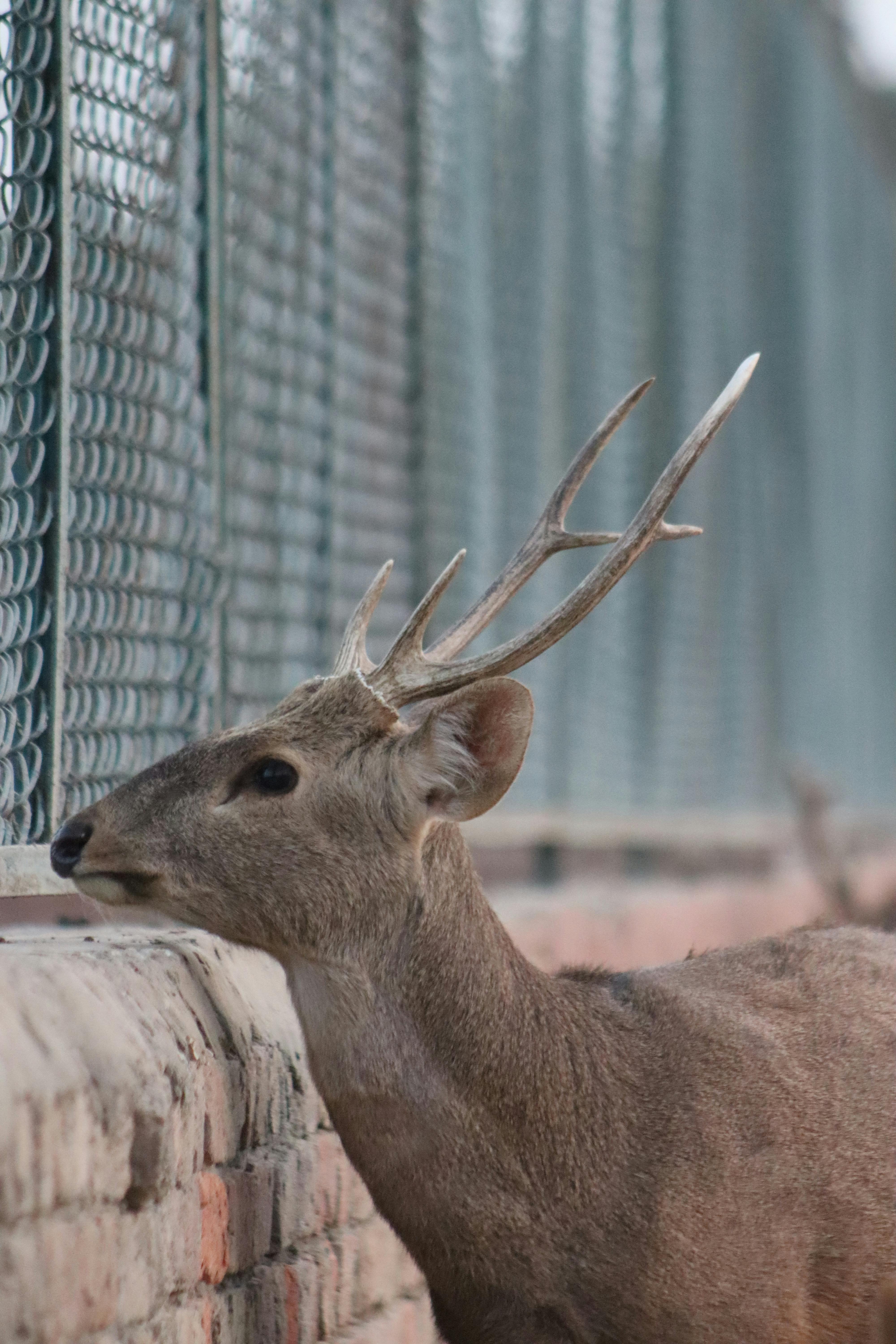 bezplatná Jelen obecný s parohy stojící těsně vedle pletivového plotu, zachycený v prostředí zoo. Základová fotografie