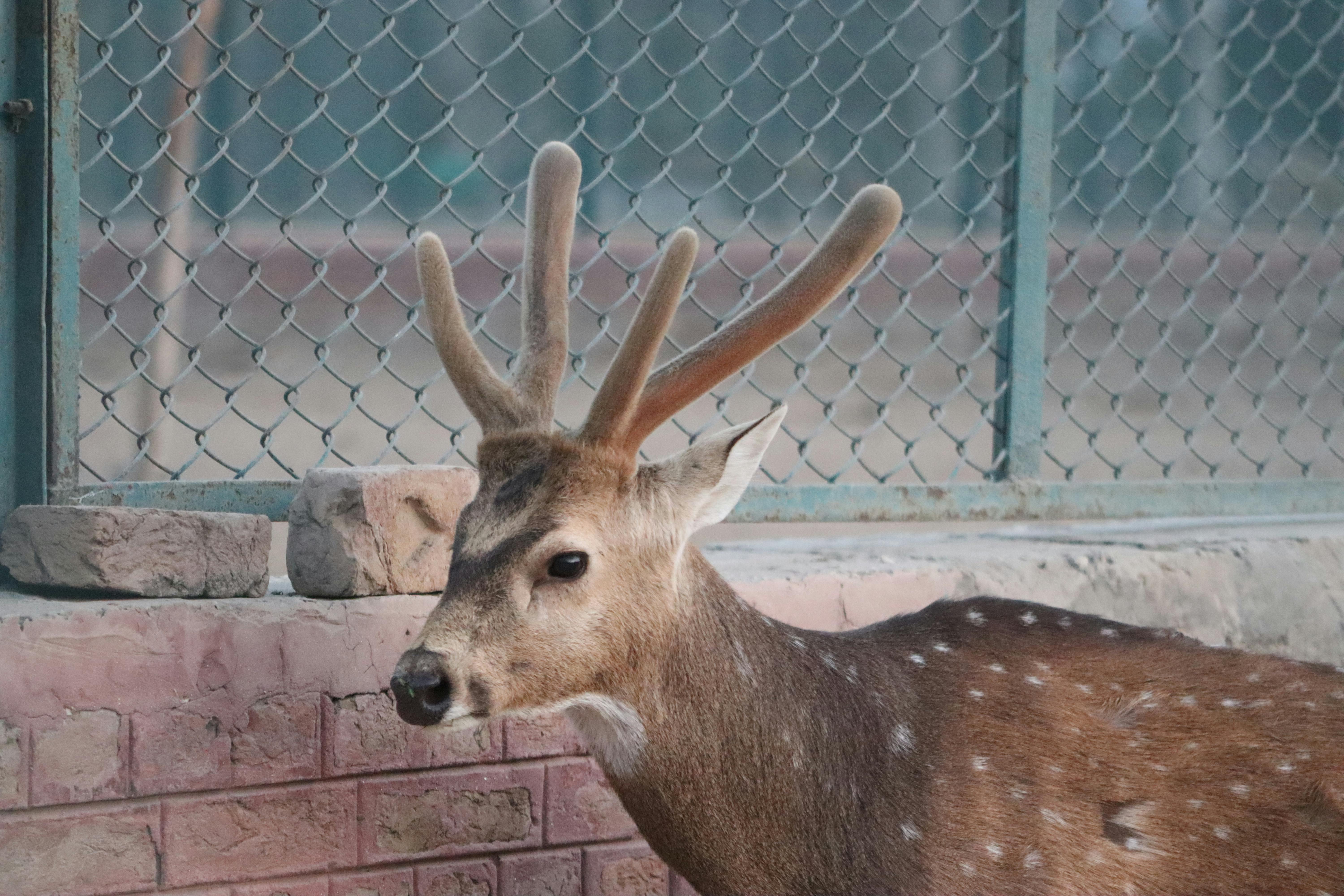 ฟรี กวางชิตัลตัวหนึ่งอยู่ภายในบริเวณที่กั้นรั้ว โดยเห็นเขากวางชัดเจน ภาพถ่ายอยู่ในสถานที่ปิด คลังภาพถ่าย