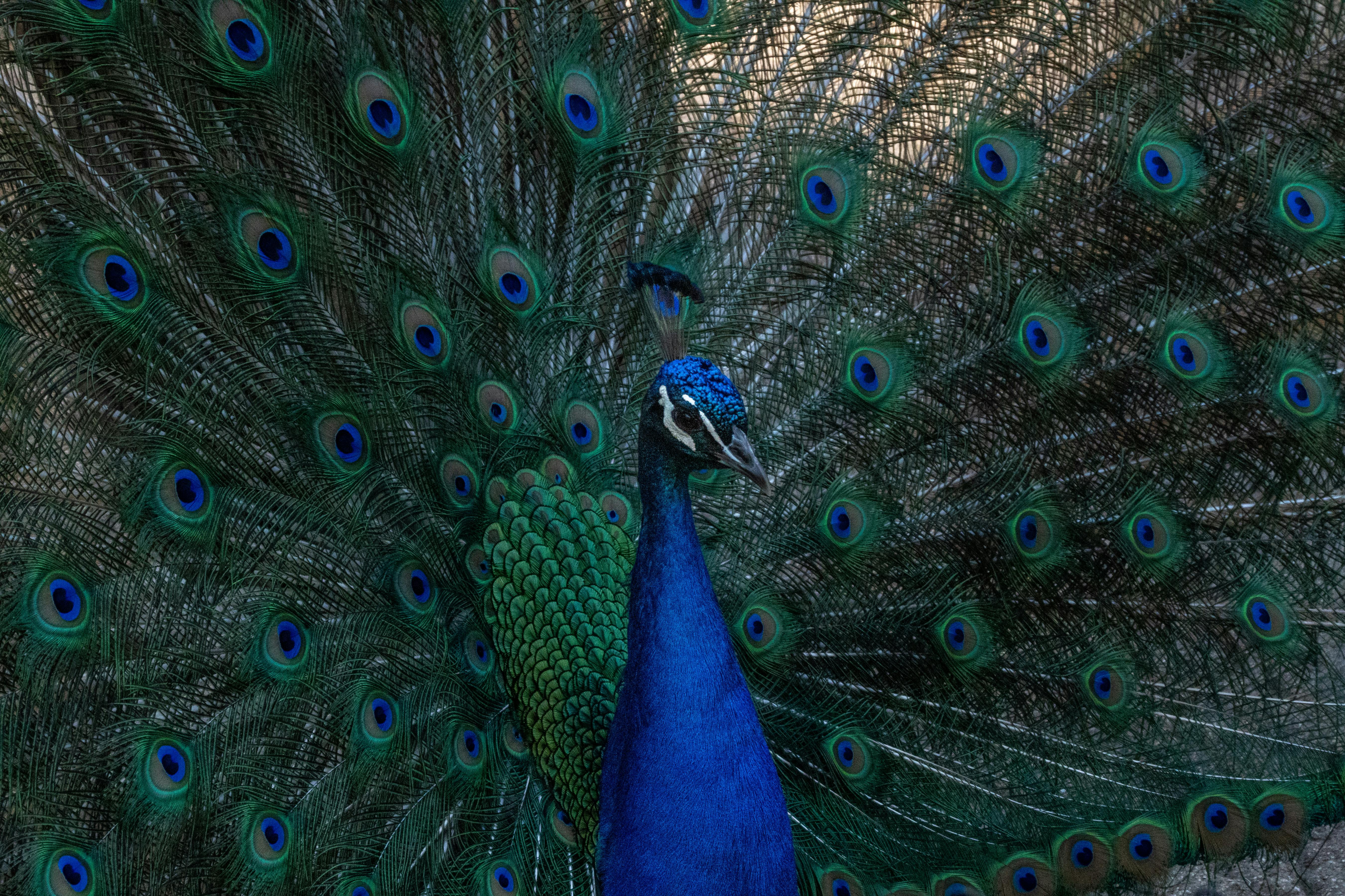 ingyenes Gyönyörű páva, élénk, színes tollazatával, természetes környezetben. Stockfotó