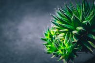 这是一张色彩鲜艳的绿色多肉植物的微距照片，清晰地展现了其叶片复杂的图案与纹理