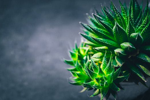 这是一张色彩鲜艳的绿色多肉植物的微距照片，清晰地展现了其叶片复杂的图案与纹理