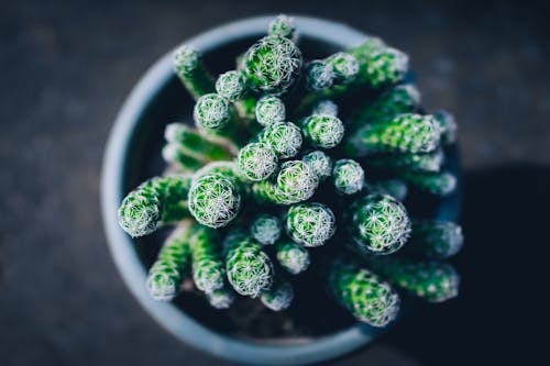 Top View Photo of Succulent Plant